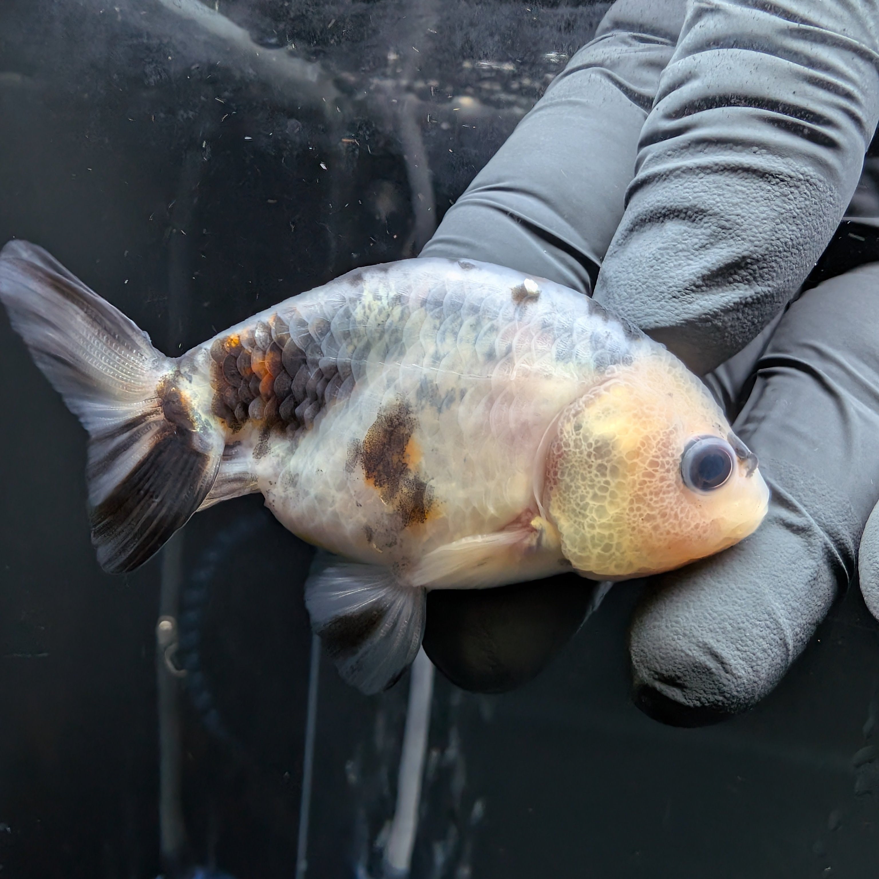 Ranchu Calico 3"-3.5" in. ID#522R4A-006