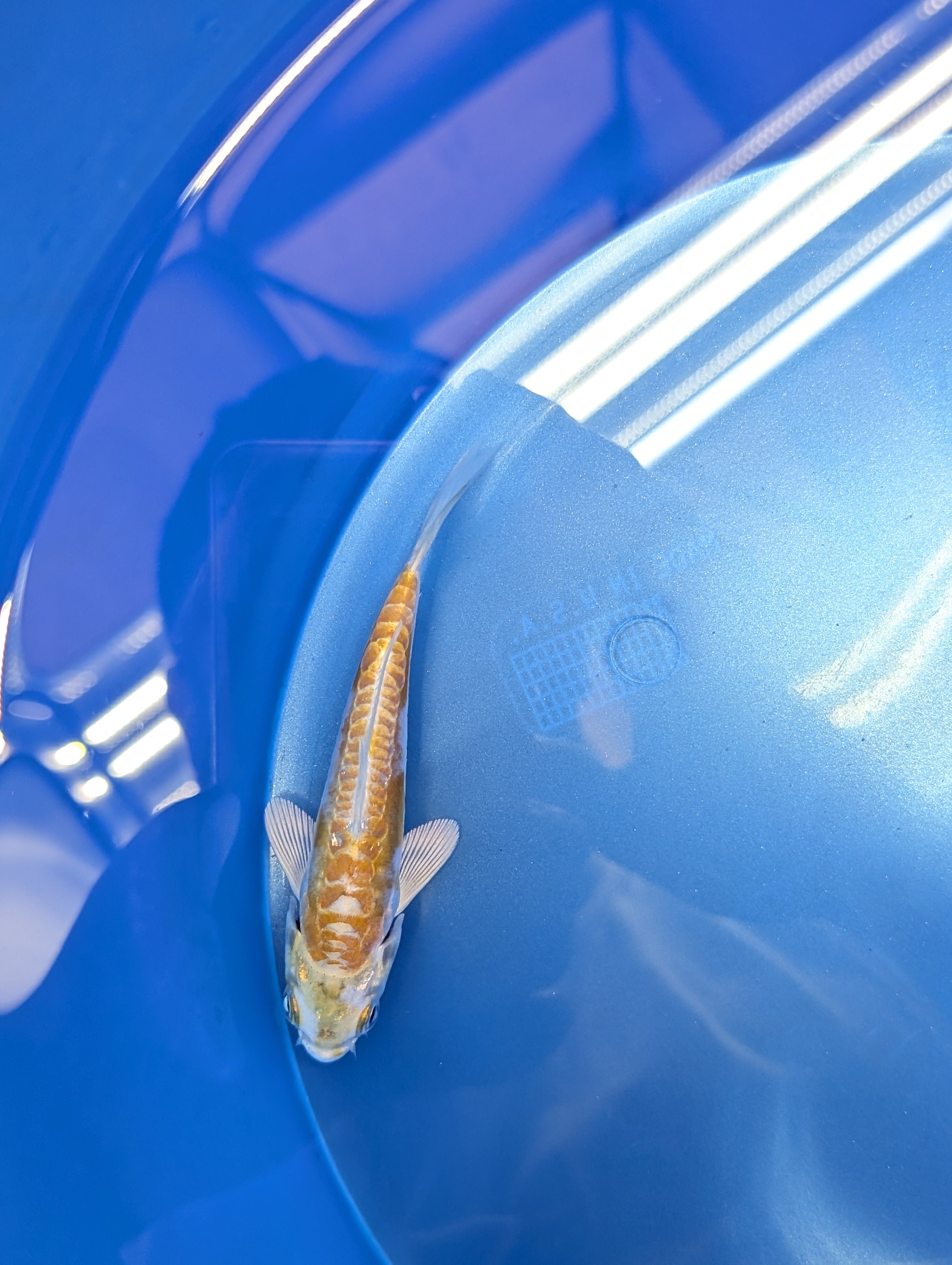 Doitsu Hariwake Koi  4"in. ID#806BFK-017