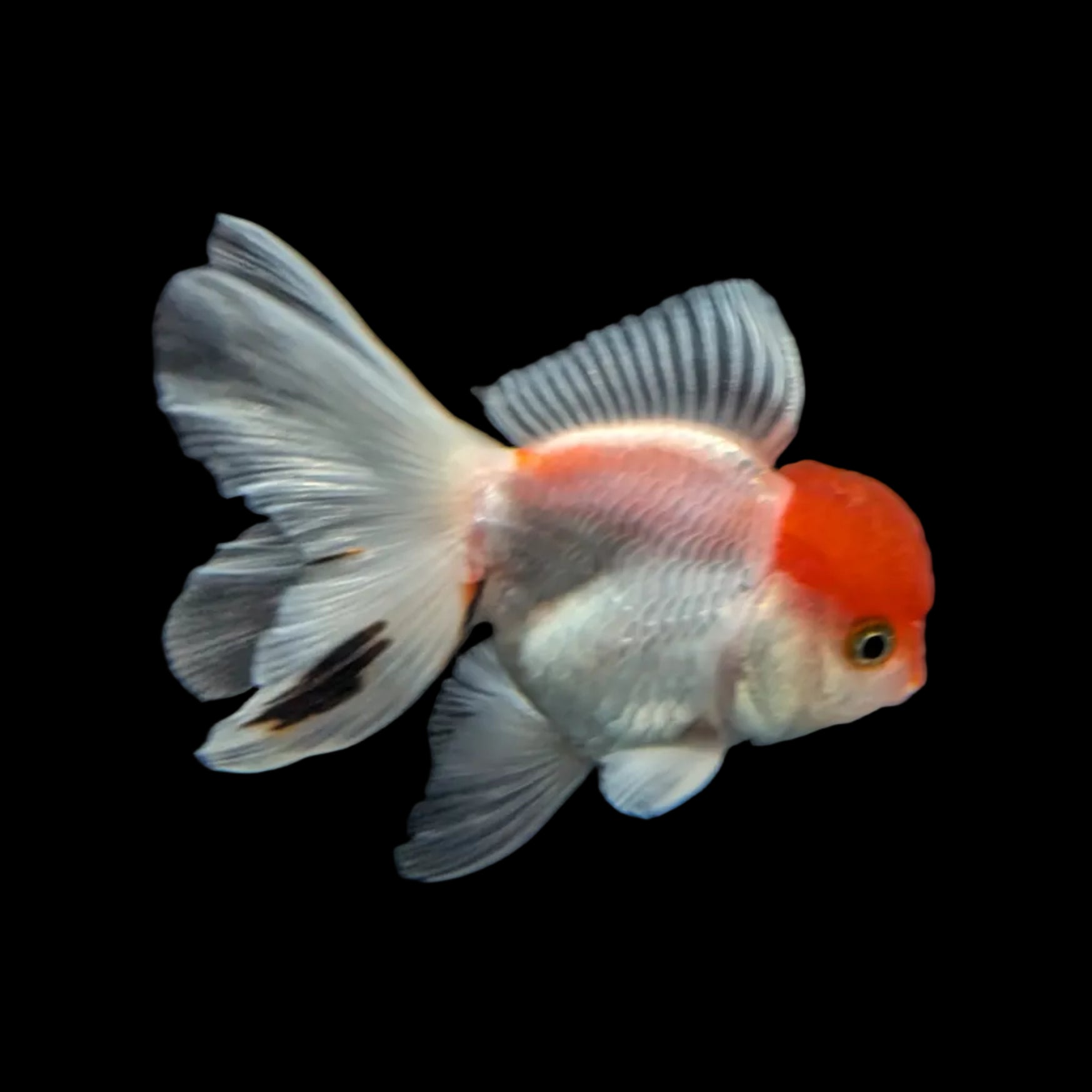 Juvenile Oranda Red Cap 3.5"-4" in.  ID#320T13b-015