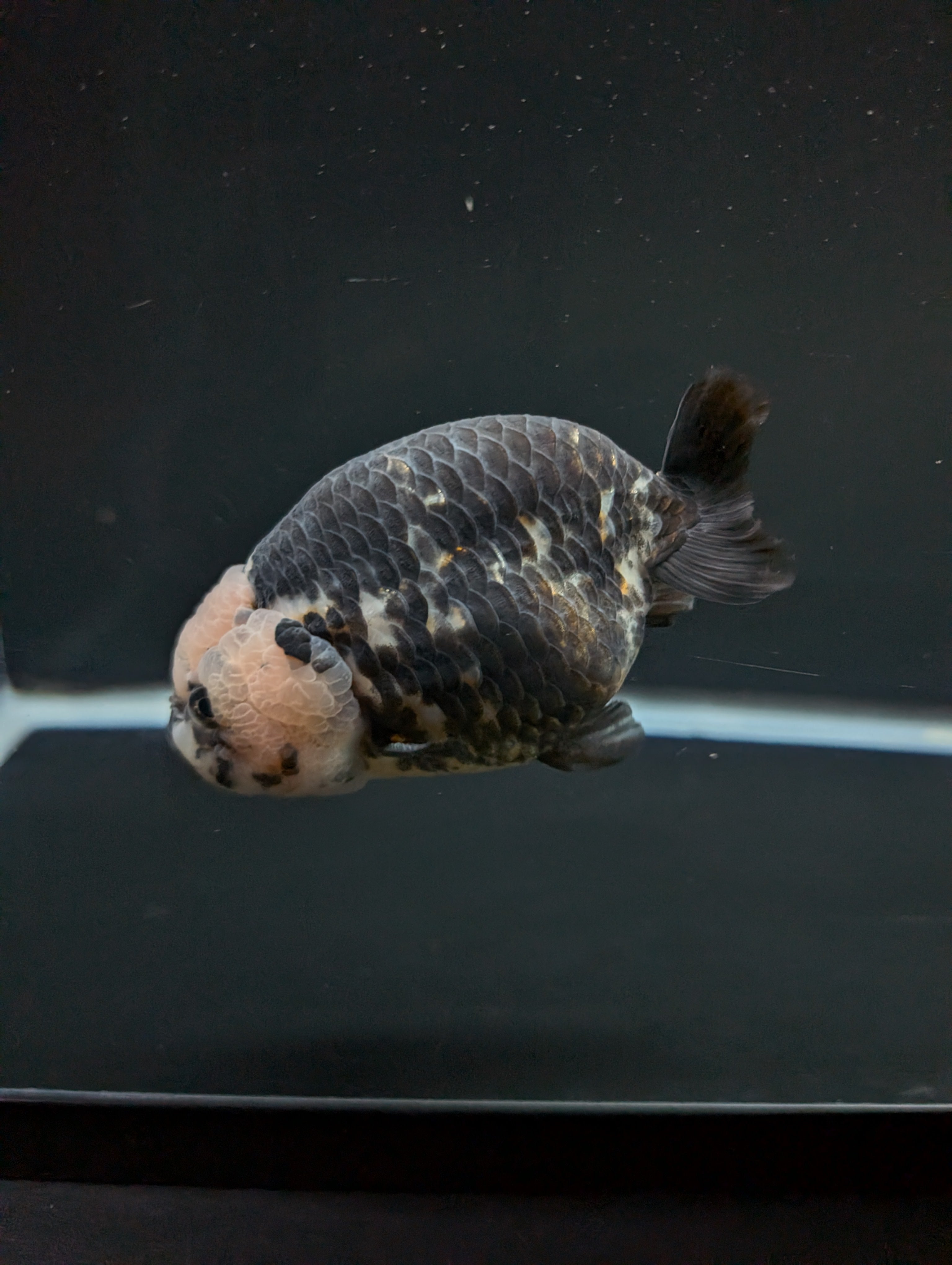 Jumbo Ranchu Heavy Ink Calico 4.5"-5" in. ID#828R8A-053