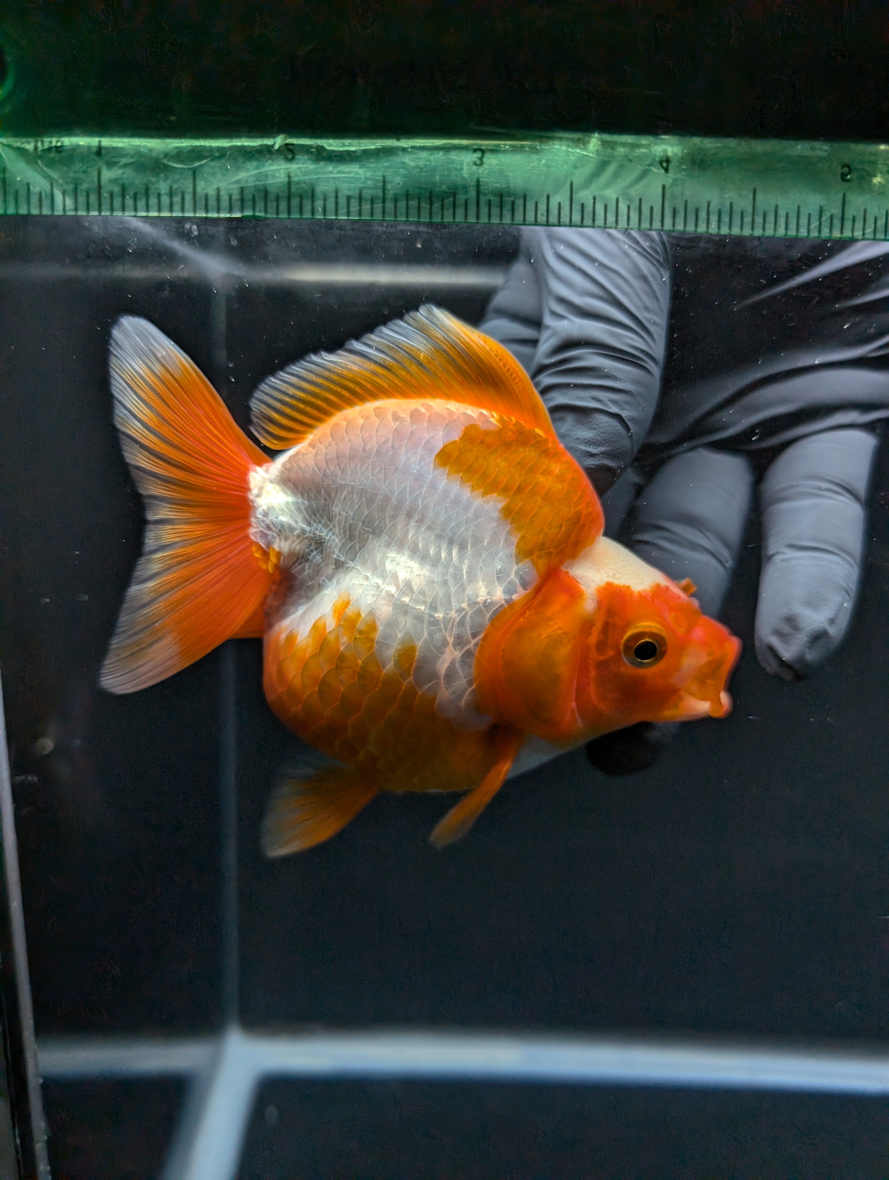 Jumbo Ryukin Short Tail Red White 4.5" in. ID#828STR5B-003