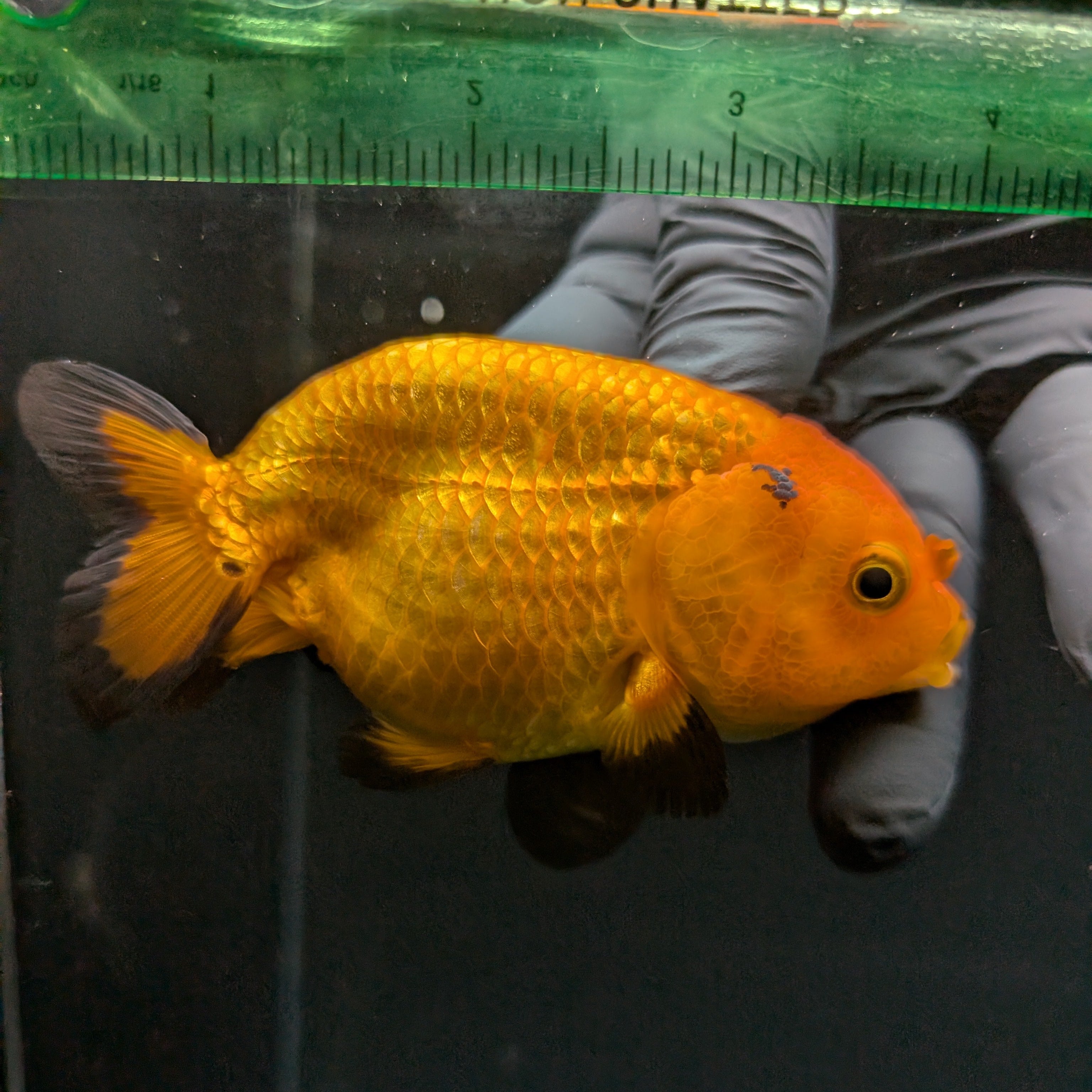 Ranchu Red Black 4"-4.5"in. ID#821R4A-056