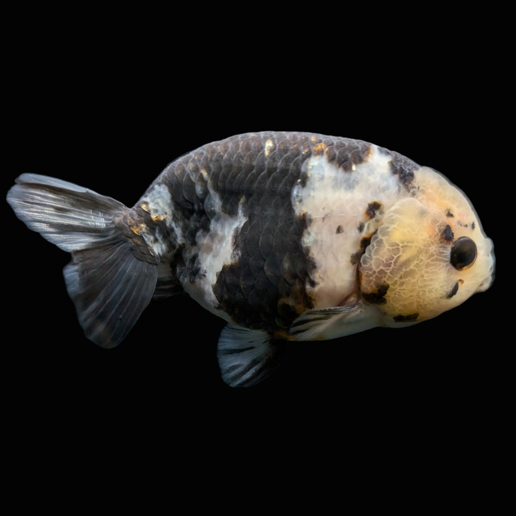 Jumbo Ranchu Milk Cow 3.5"- 4" in. ID#703R8A-009