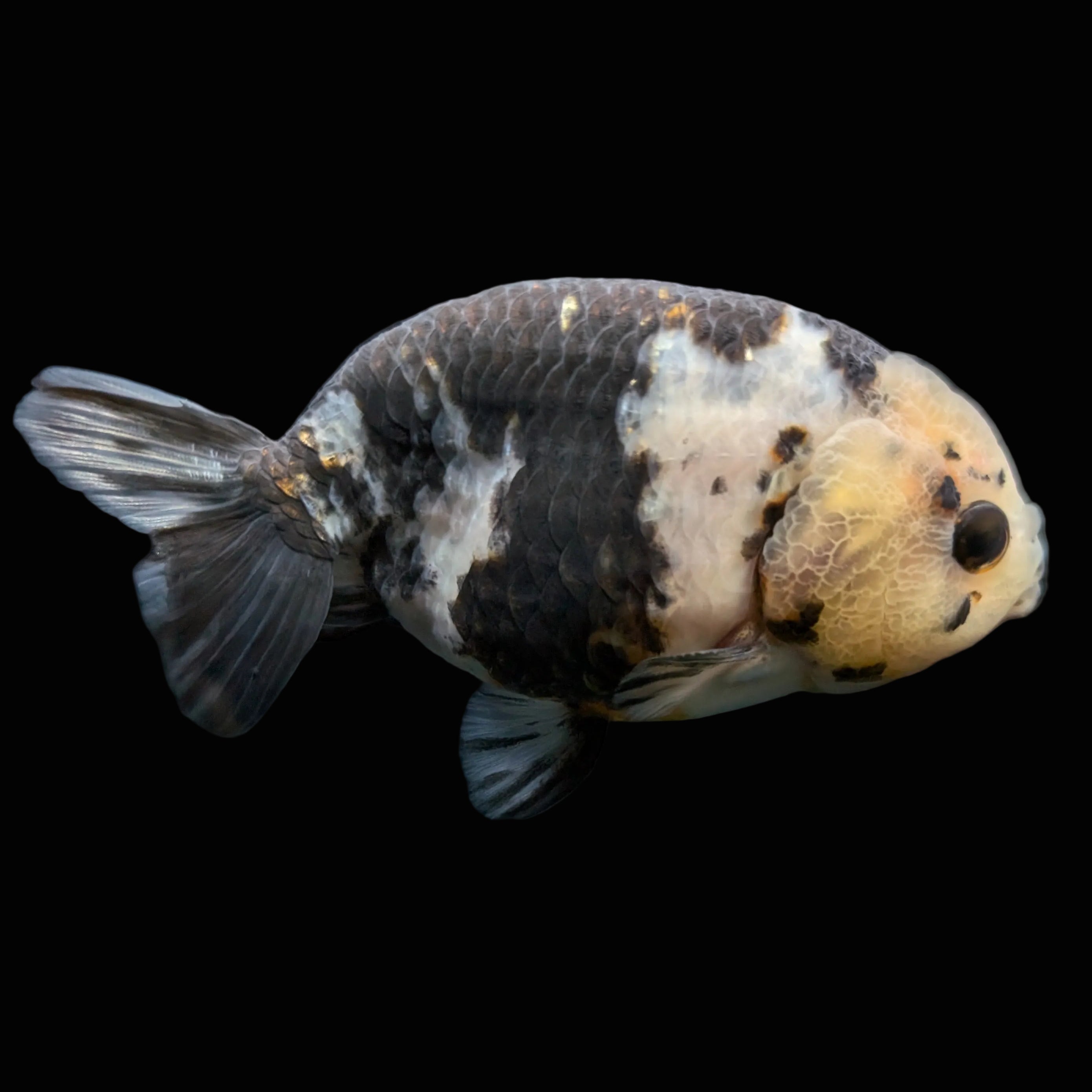 Jumbo Ranchu Milk Cow 3.5"- 4" in. ID#703R8A-009