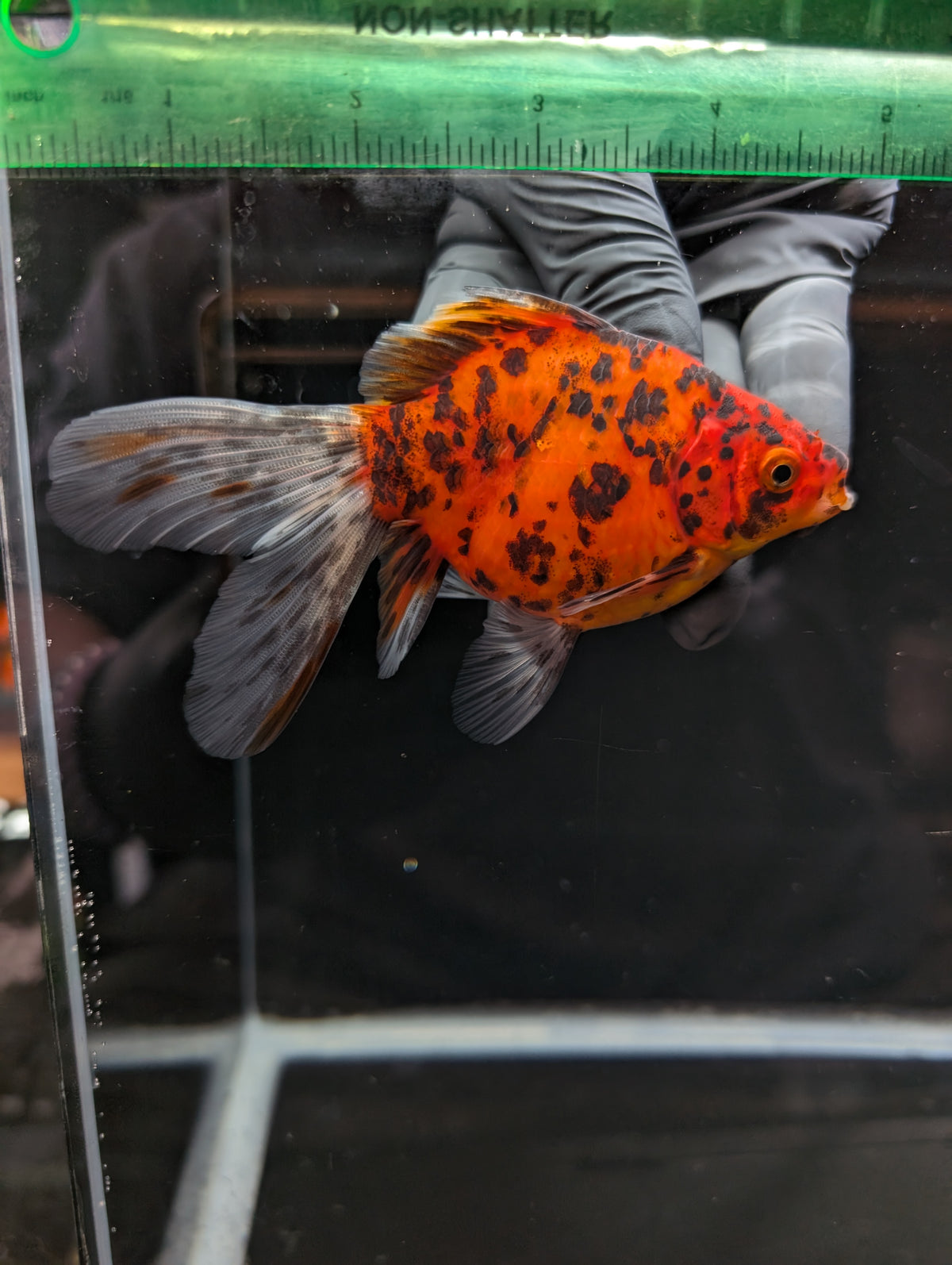 Tamasaba Calico 4" in. ID#1023TM1B-023
