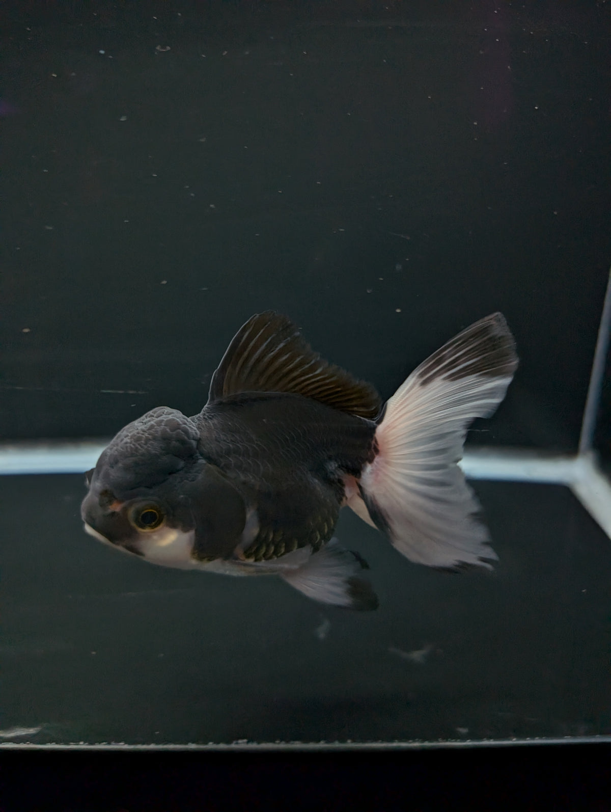 Thai Oranda Panda 4"-4.5"in.  ID#1023T1A-023