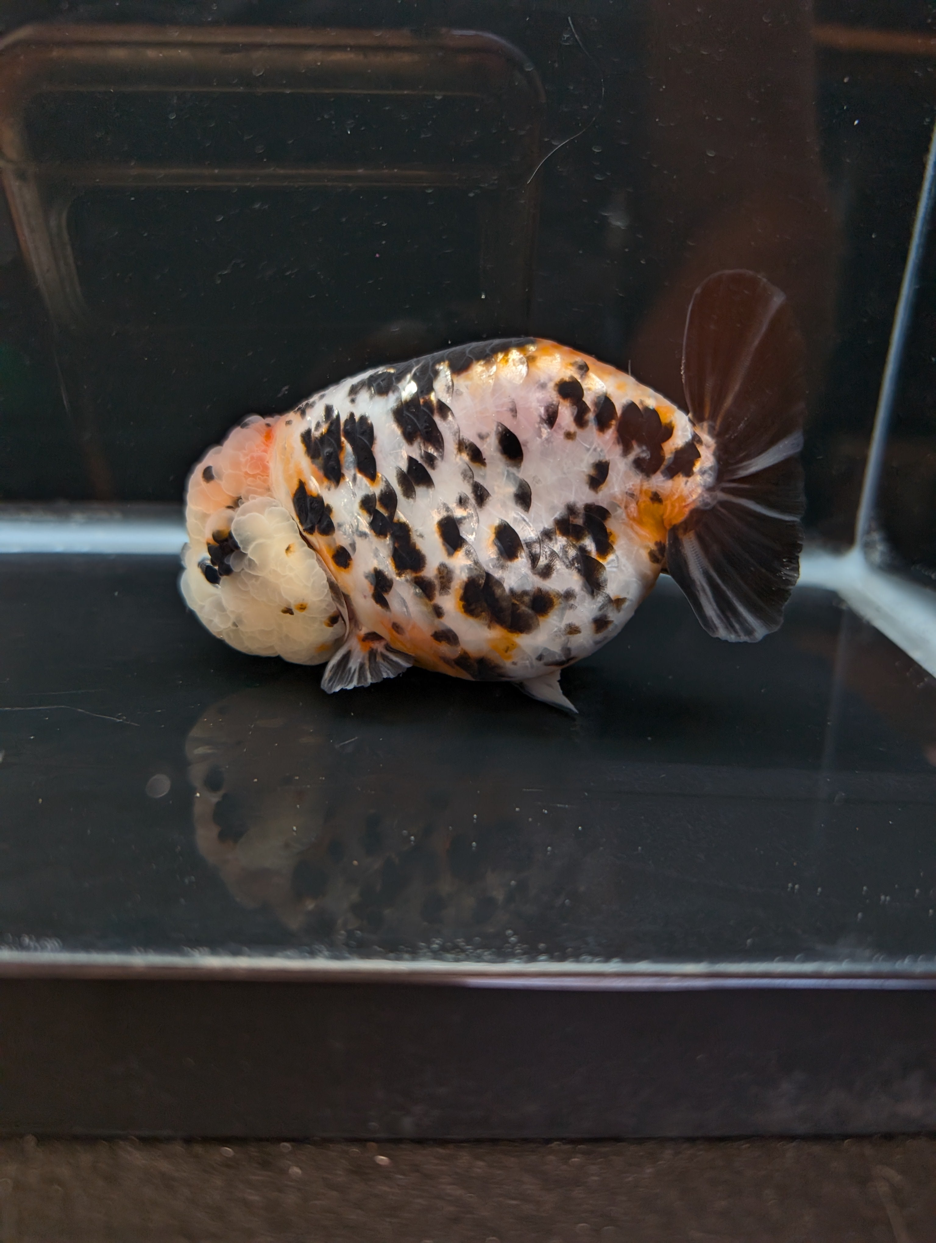 Jumbo Ranchu Milk Cow Calico 4.5"-5" in. ID#814R8A-021