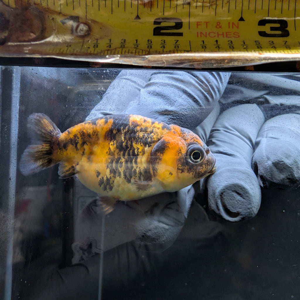 Baby Ranchu  Calico 2"-2.5" in. ID#508R3A-019