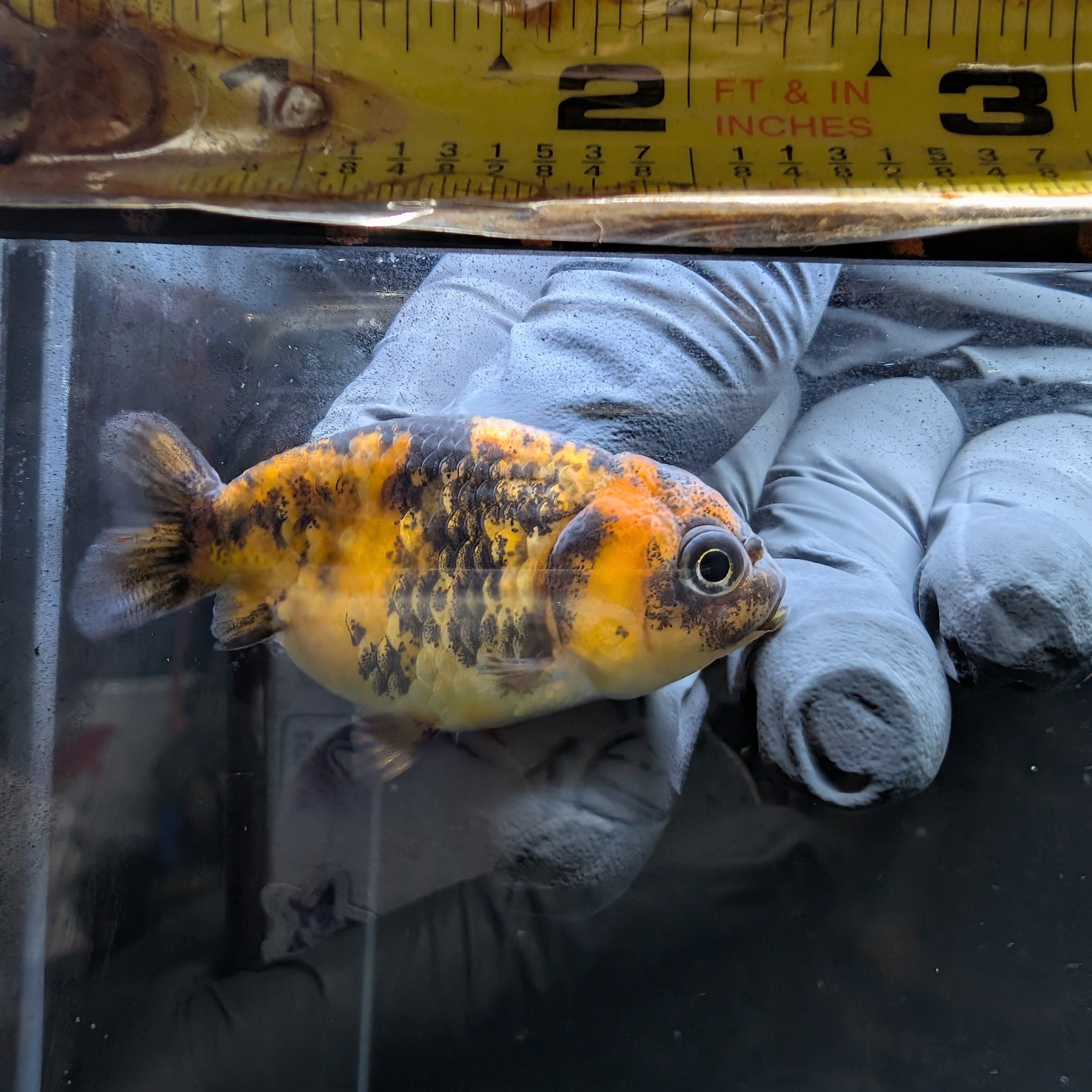 Baby Ranchu  Calico 2"-2.5" in. ID#508R3A-019