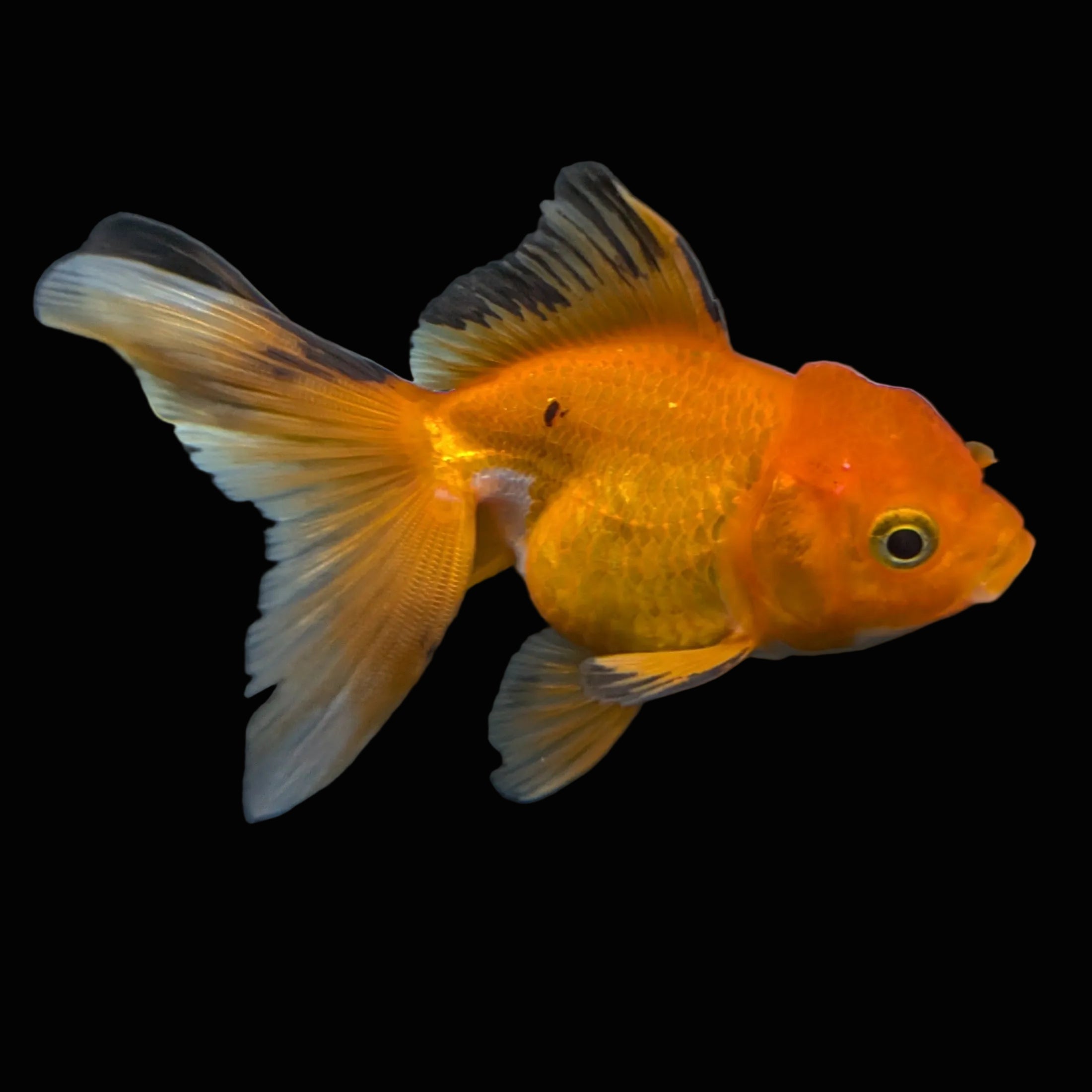 Thai Juvenile Oranda Tricolor 3"-3.5" in.  ID#724T1A-029