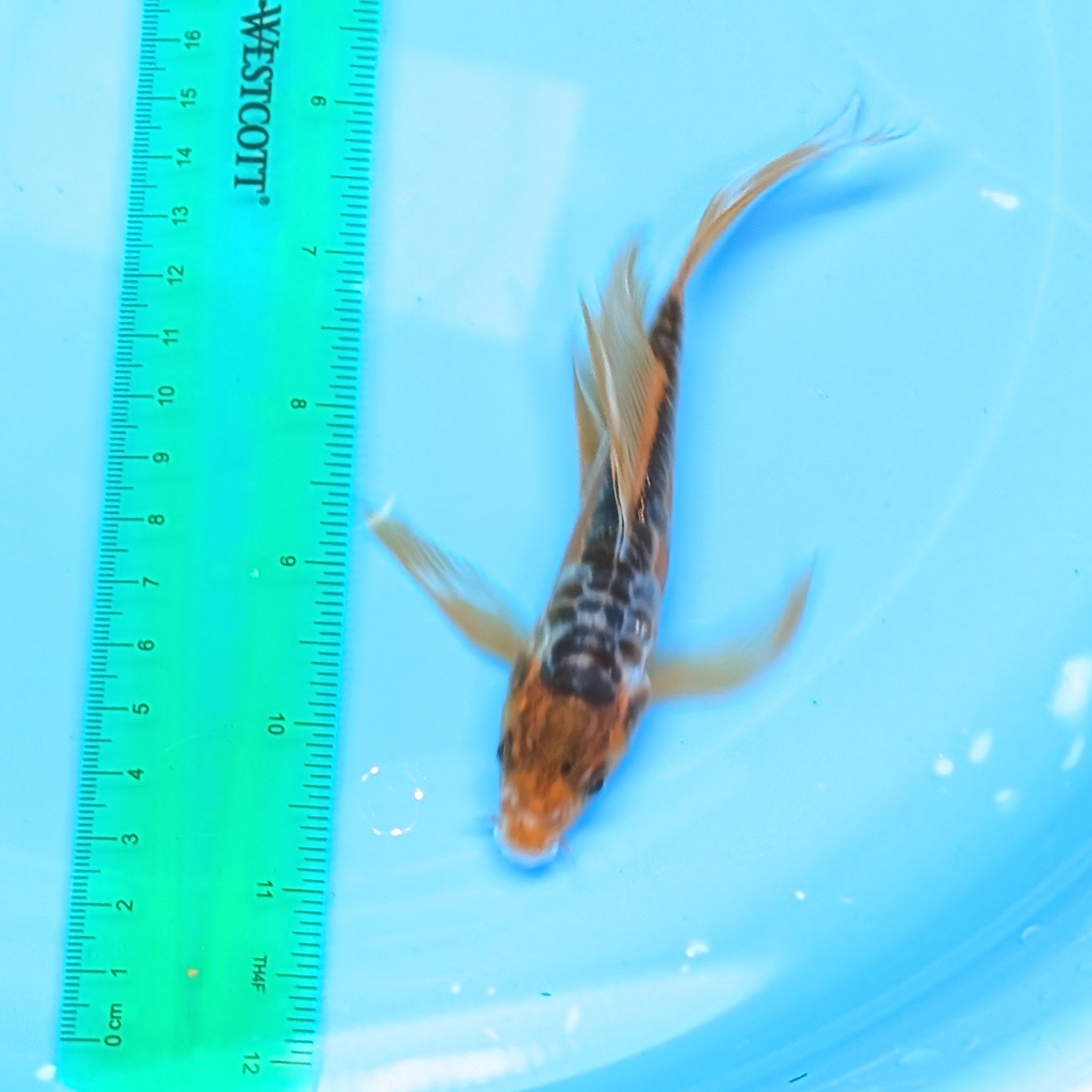 Aragoke Ochiba Butterfly Koi  5"-6" in. ID#727BFK-008