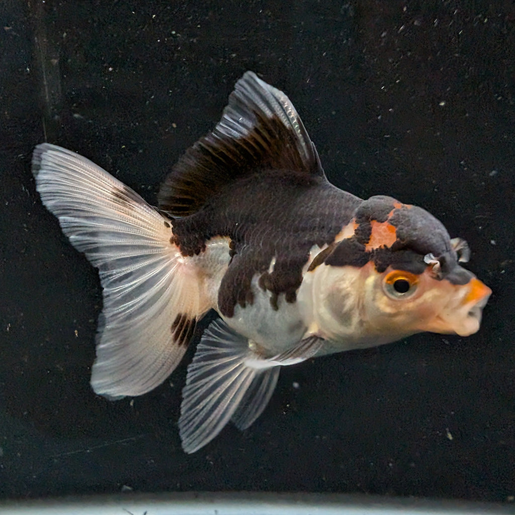 Thai Juvenile Oranda Tricolor 3"-3.5" in.  ID#626T1A-002