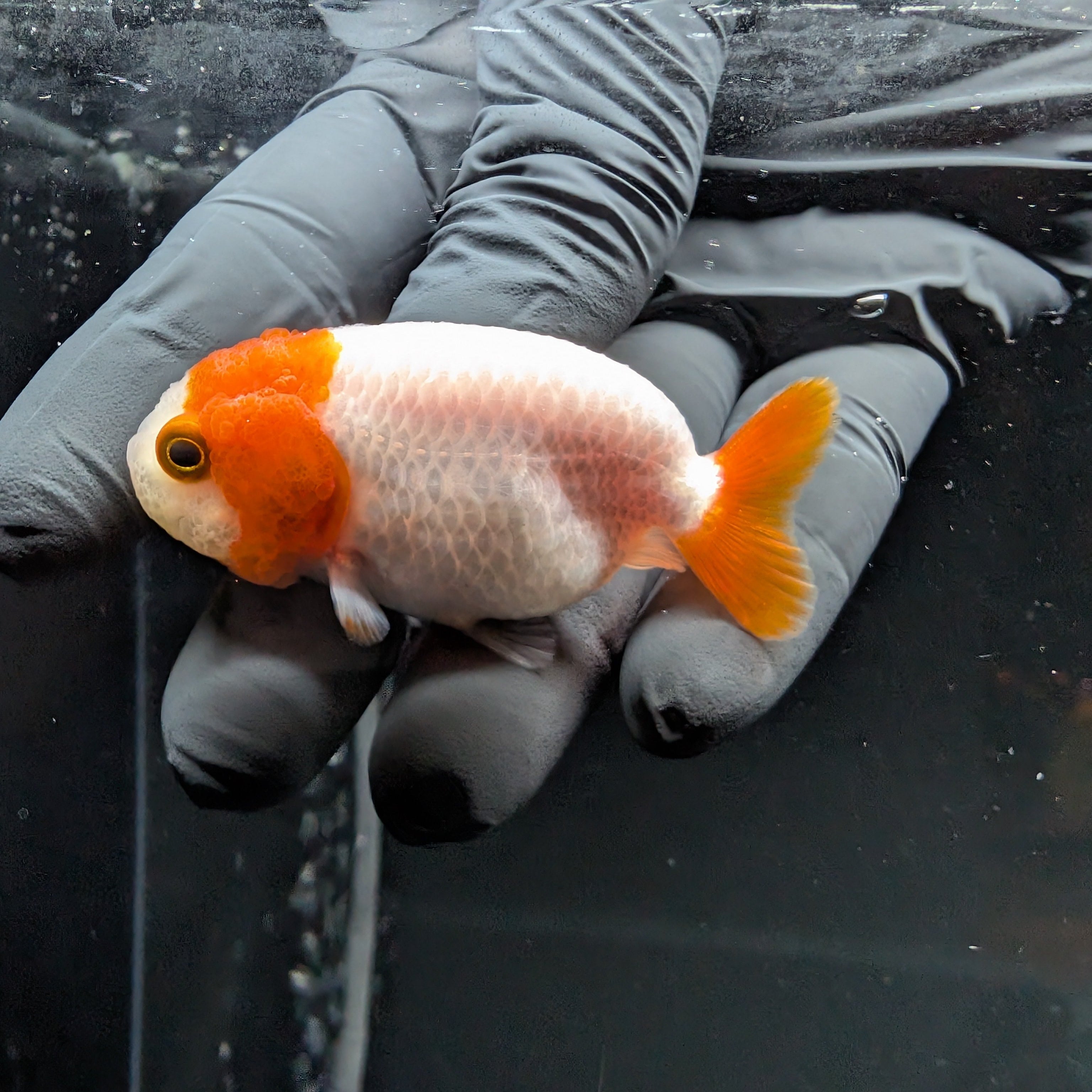 Baby Ranchu Red White 2.5"-3" in. ID#515R4A-001