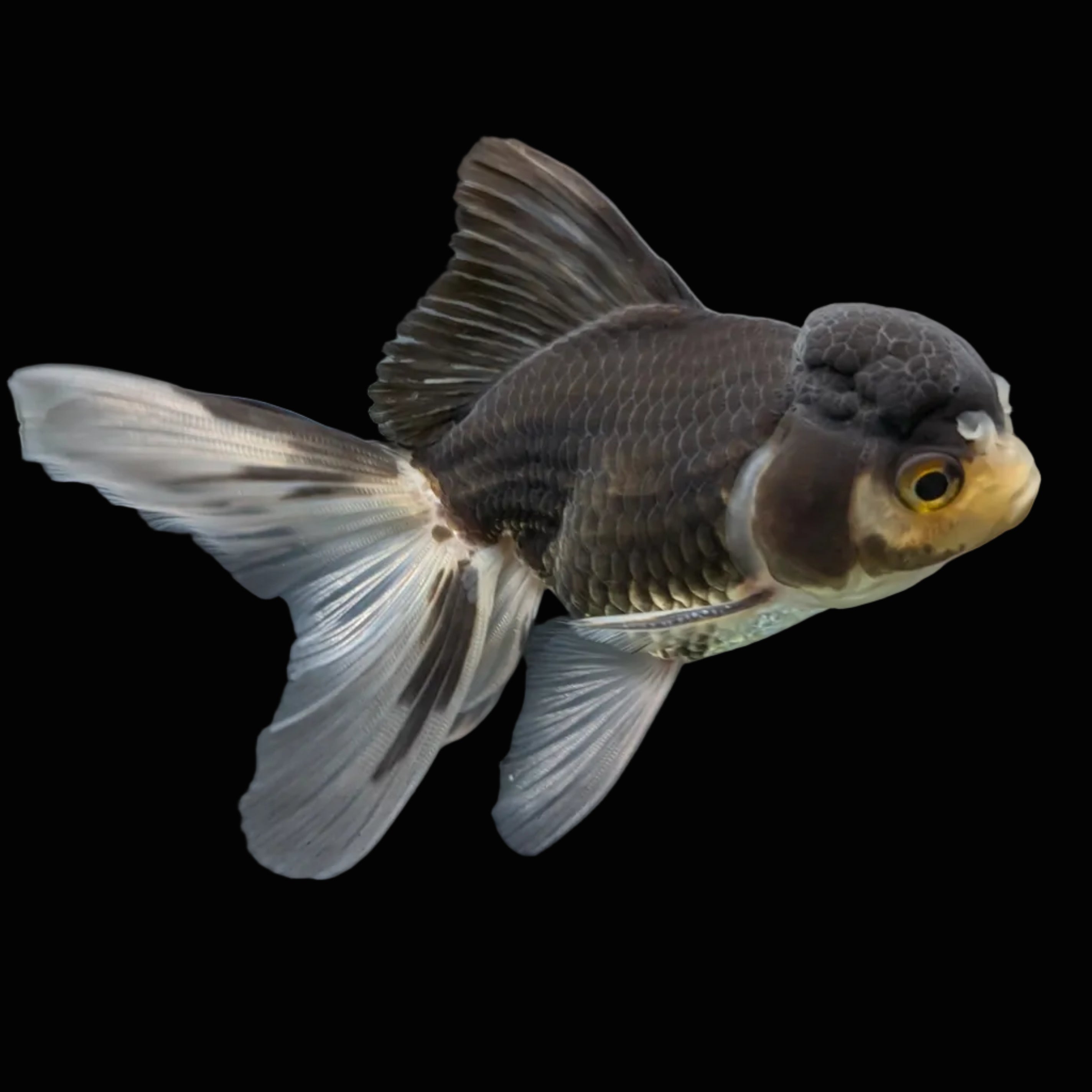 Thai Juvenile Oranda Panda 3.5"-4"in.  ID#724T1A-027