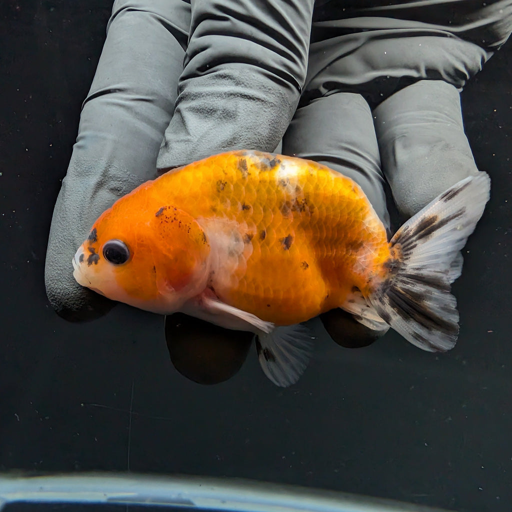 Ranchu Calico 2.5"-3" in. ID#717R4A-005