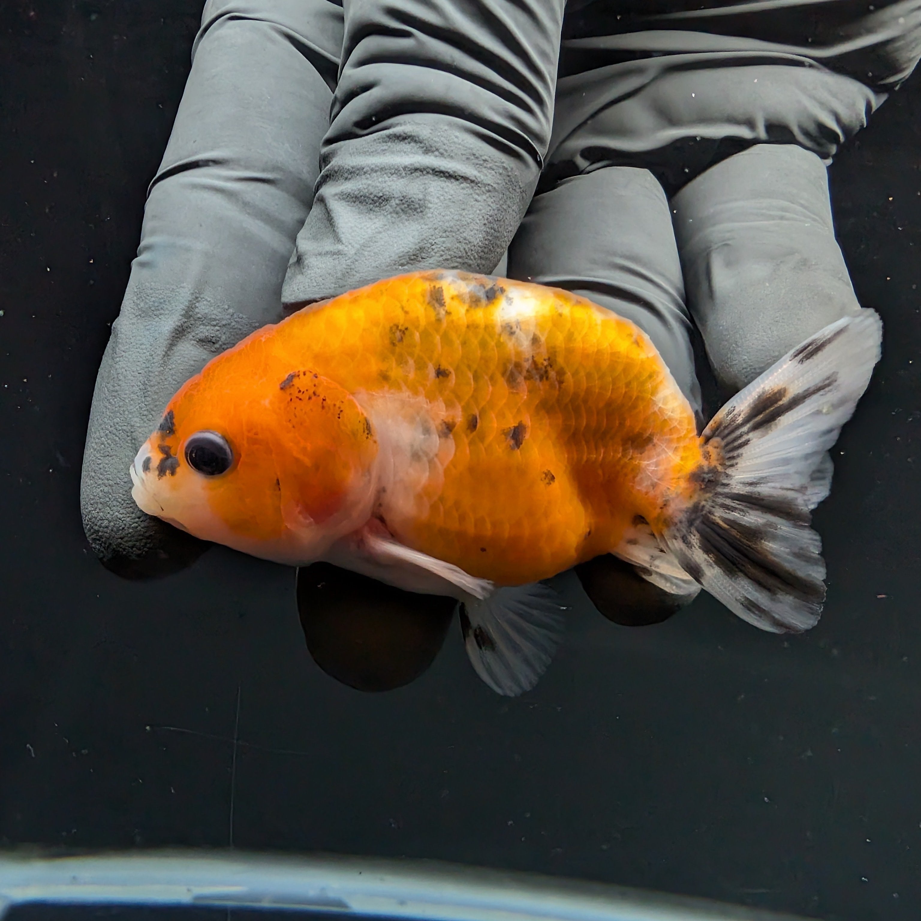 Ranchu Calico 2.5"-3" in. ID#717R4A-005