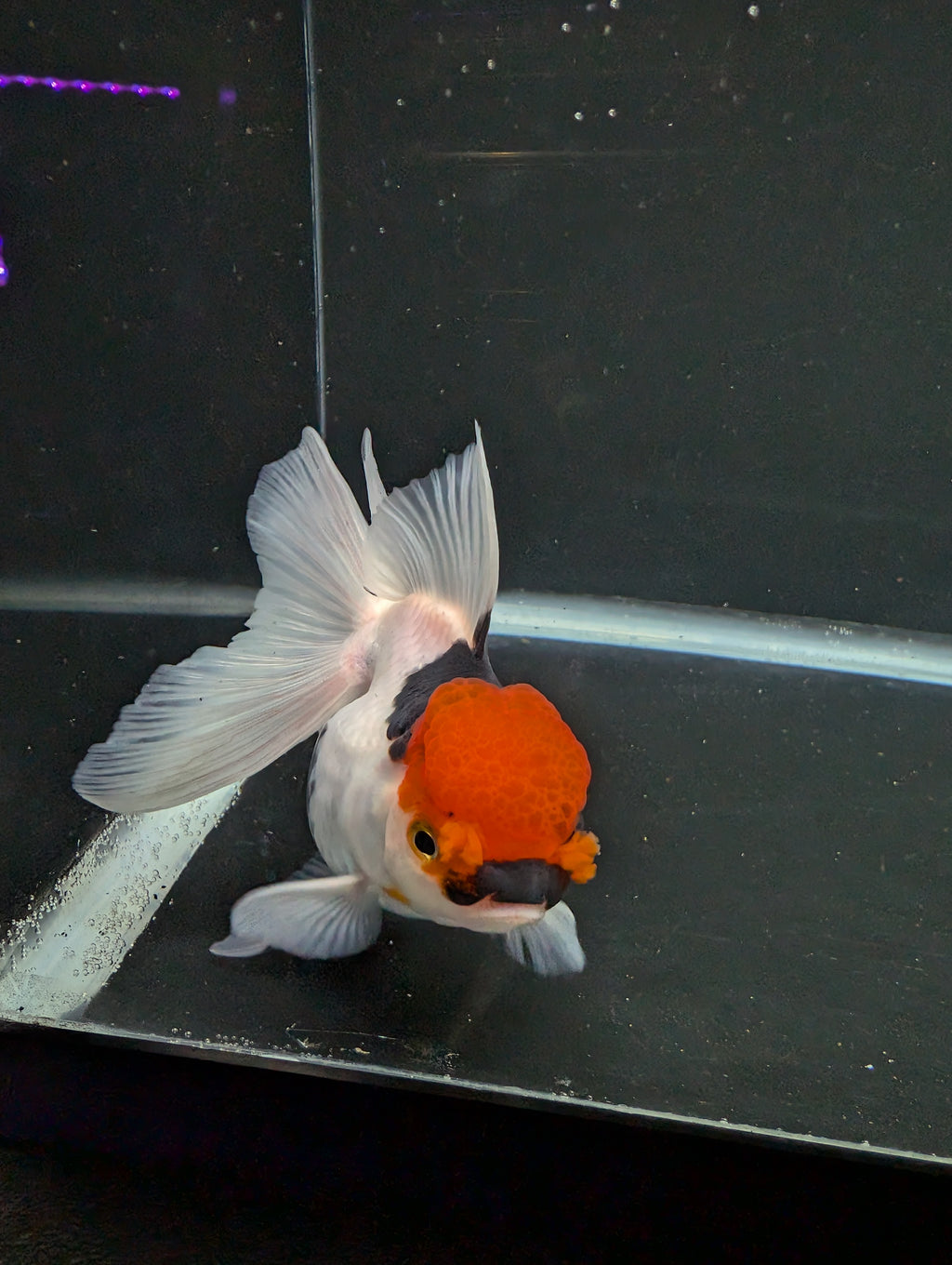 Thai Oranda Tricolor 4"-4.5"in.  ID#1016T1A-006
