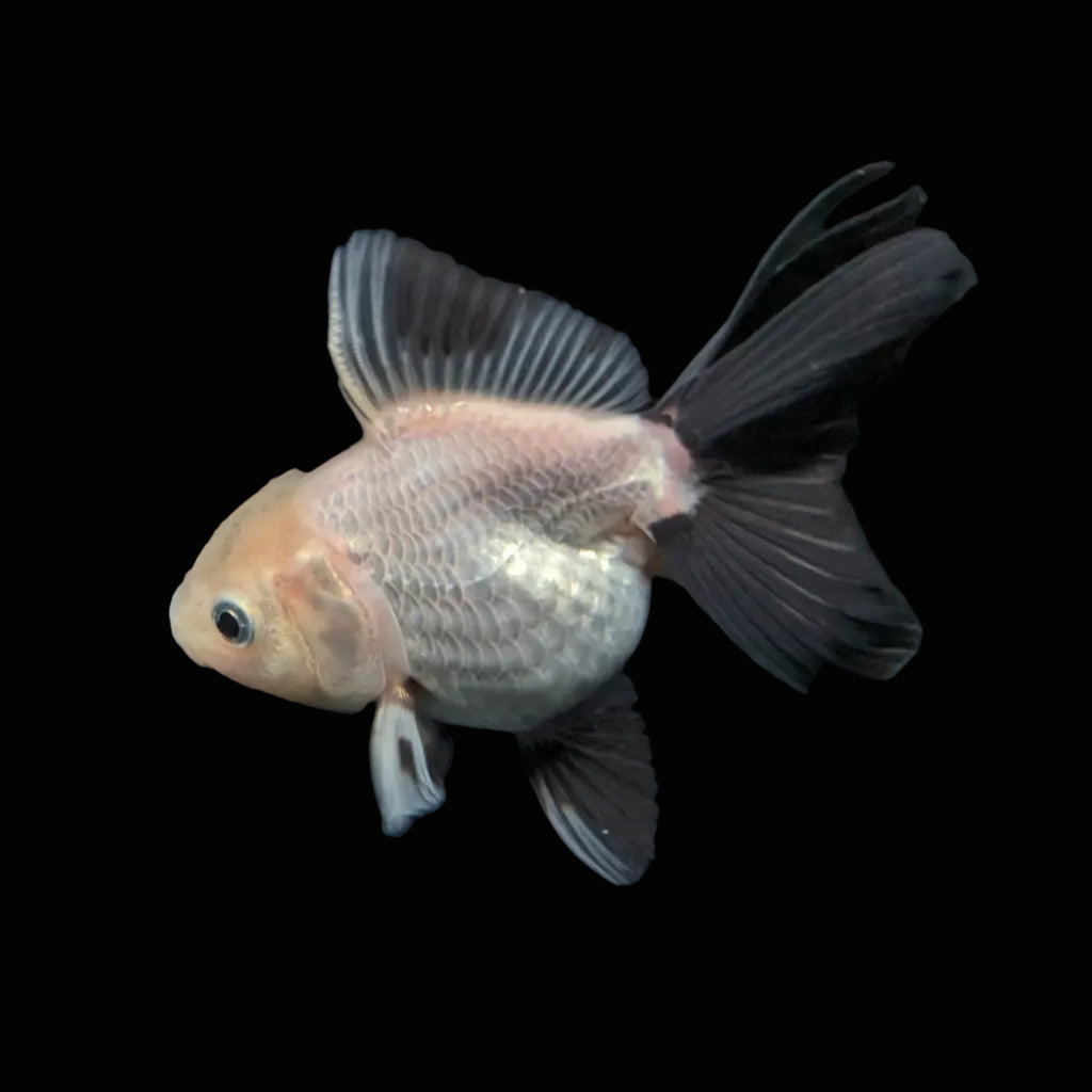 Juvenile Oranda Panda 3.5"-4" in.  ID#424T1A-005