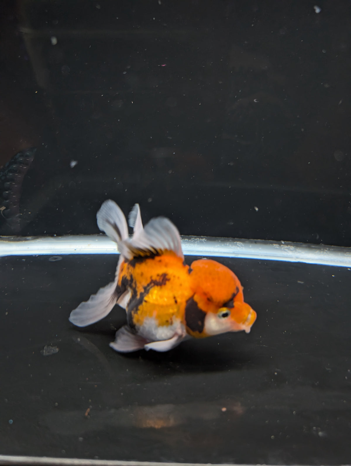 Thai Oranda Tricolor 4"-4.5"in.  ID#1023T1A-025