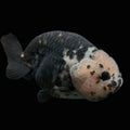 Jumbo Ranchu Heavy Ink Calico 4.5"-5" in. ID#828R8A-053