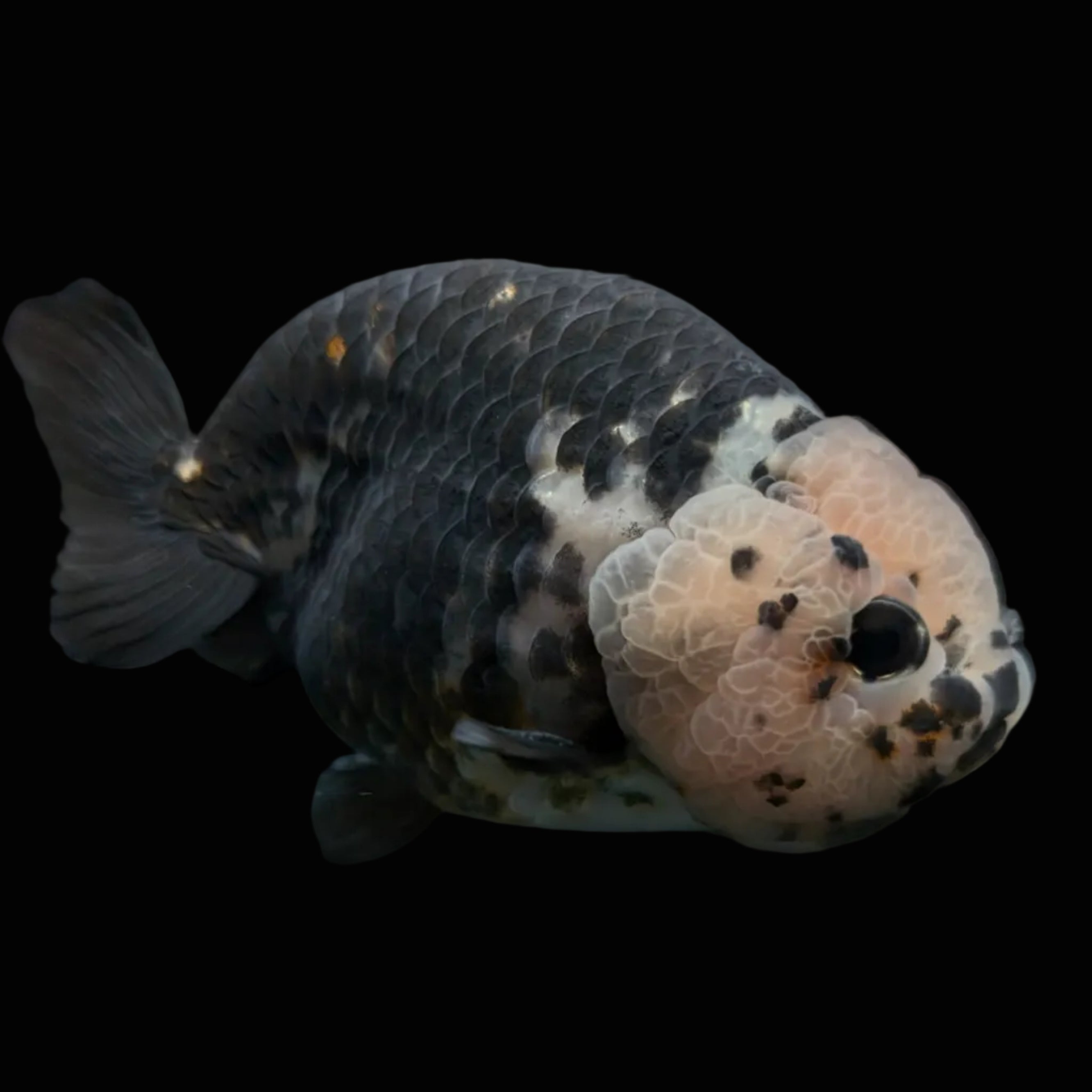 Jumbo Ranchu Heavy Ink Calico 4.5"-5" in. ID#828R8A-053