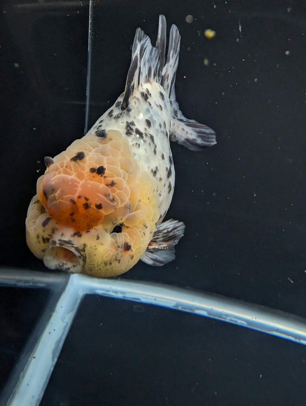 Jumbo Oranda Yuan Bao Granite Calico   4.5"-5"in. ID#911YB13A-006