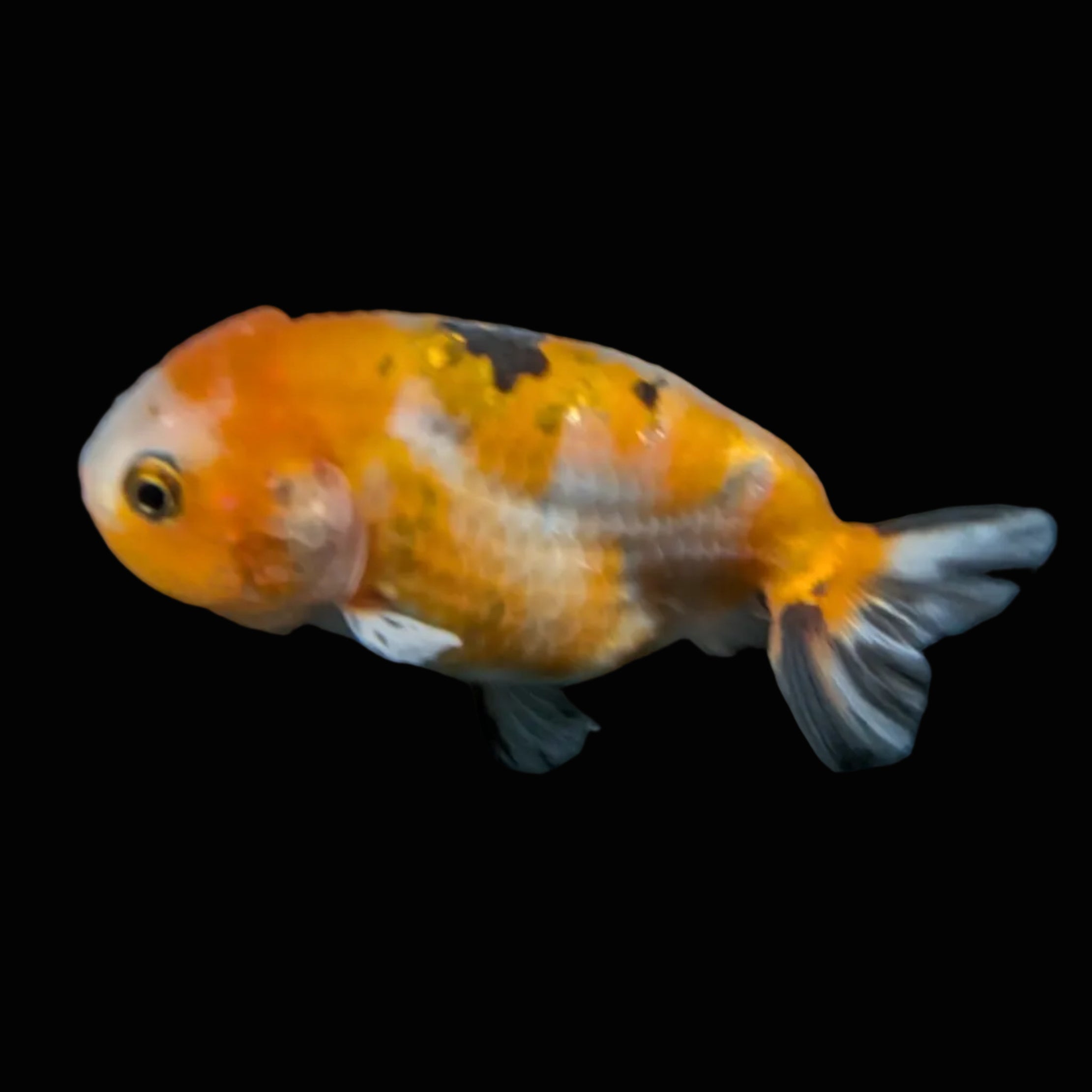 Ranchu Calico 3"-3.5" in. ID#501R13A-029