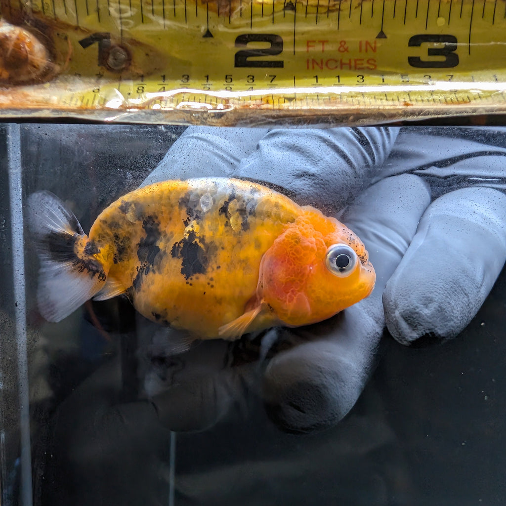 Baby Ranchu Calico 2