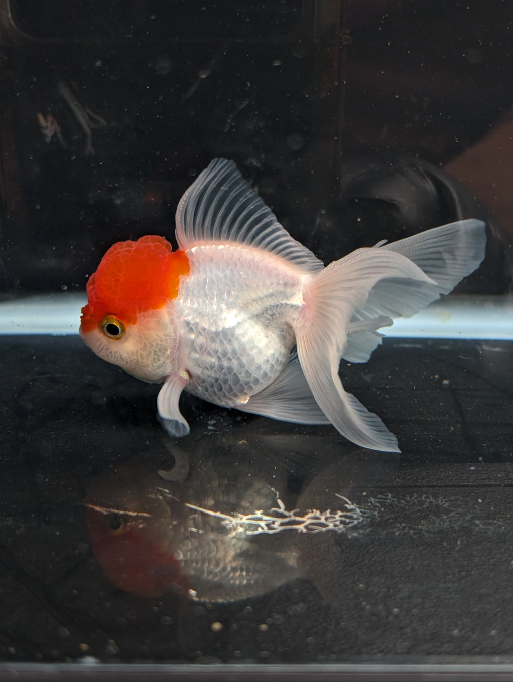 TOAD *Boss 415  Juvenile Oranda Red Cap 3.5"-4" in.  ID#410T8A-020