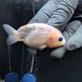 Ranchu Calico 3"-3.5" in. ID#522R4A-010