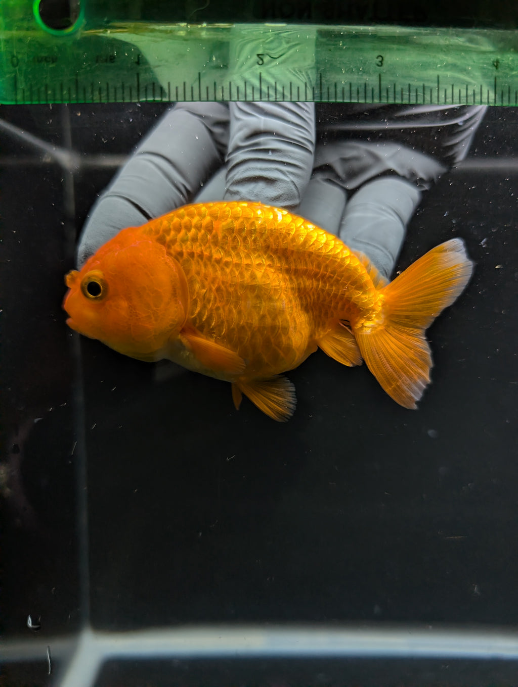 Ranchu Red White 3.5"-4"in. ID#828R4A-025
