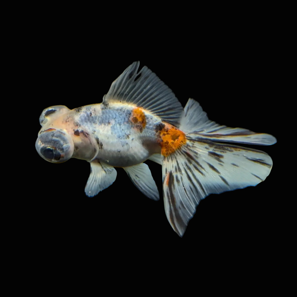 Telescope Butterfly Calico 3.5"-4" in. ID#508B4A-006