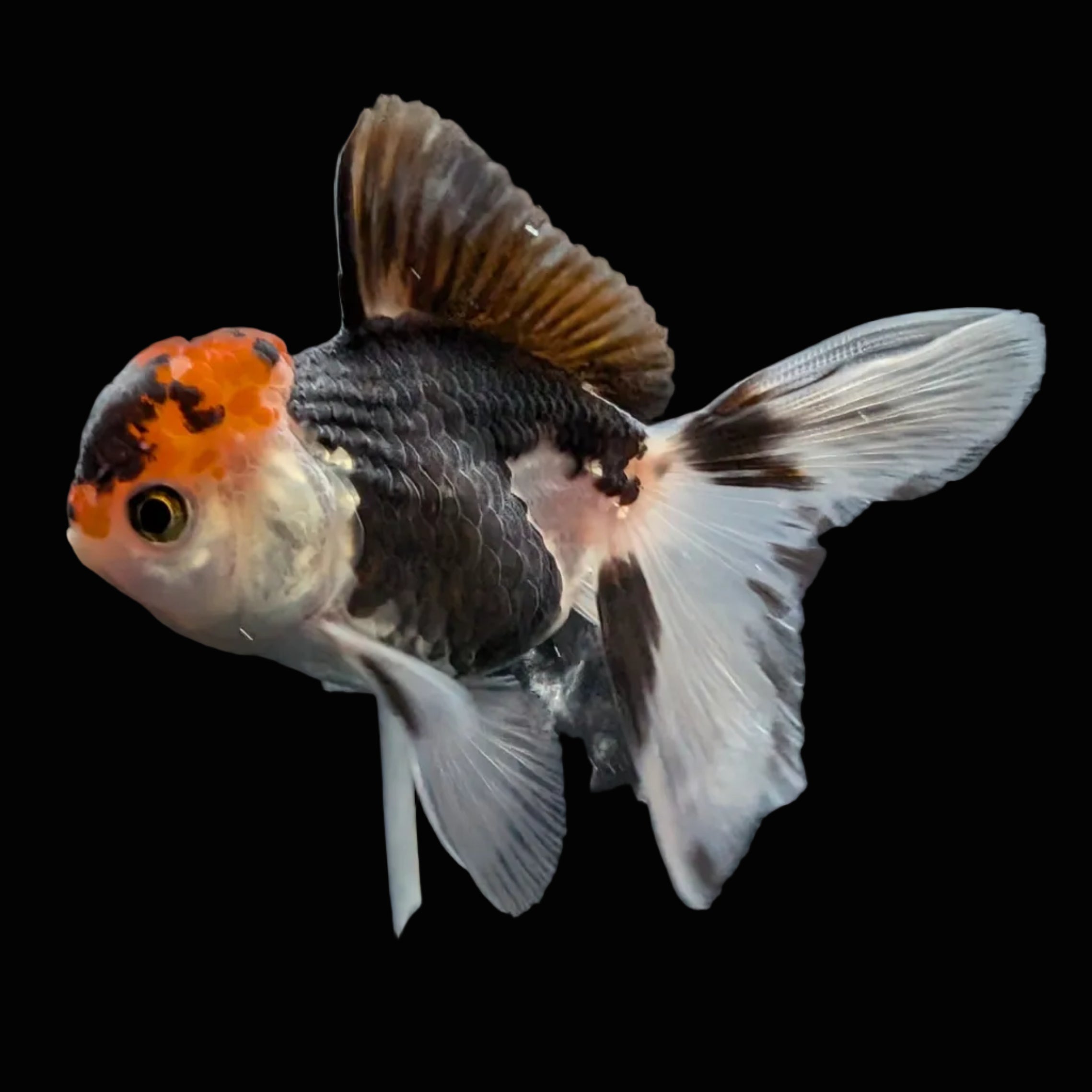 Juvenile Oranda Tricolor 3.5"-4" in.  ID#501T2A-002