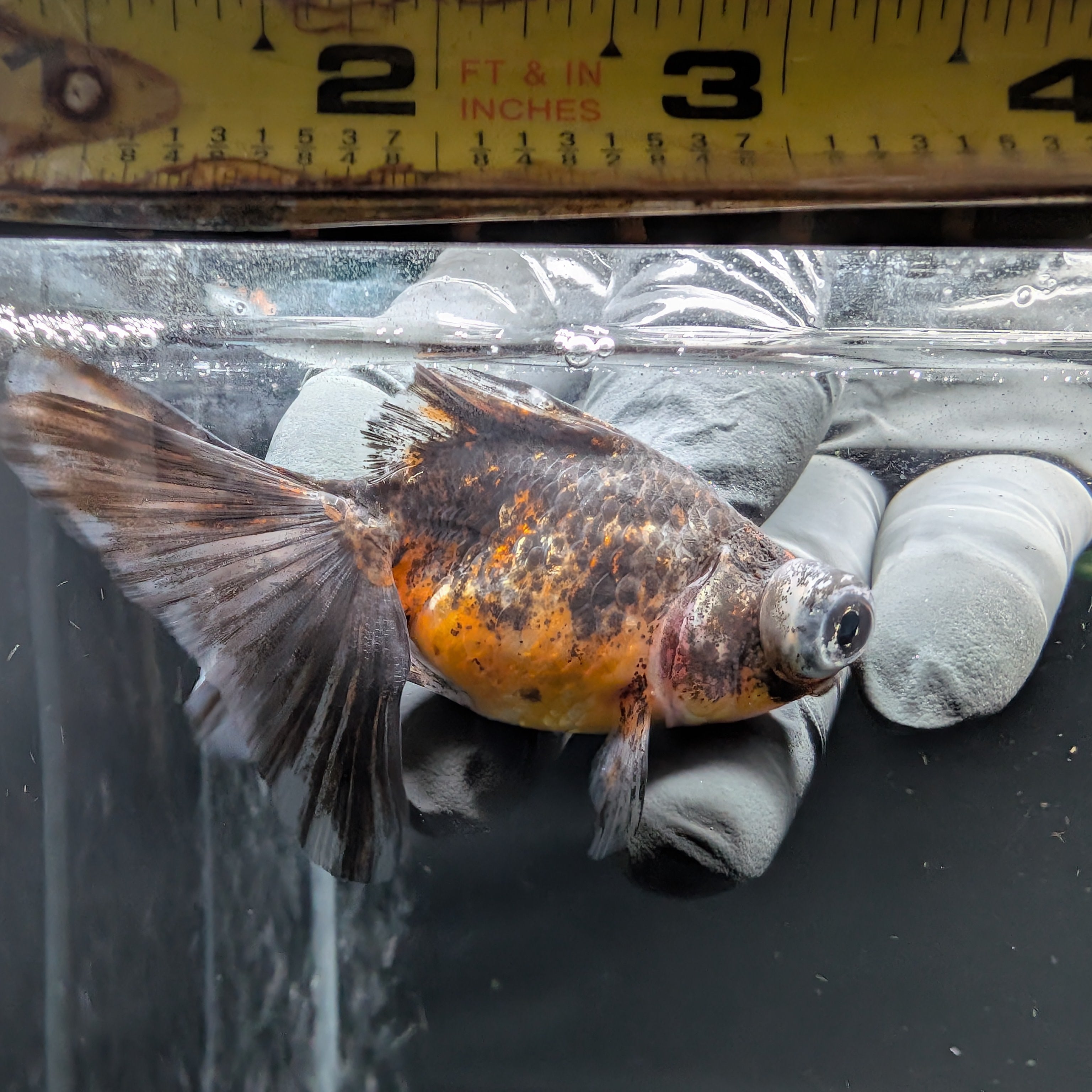 Telescope Butterfly Kirin Calico 3.5"-4" in. ID#612B6B-059