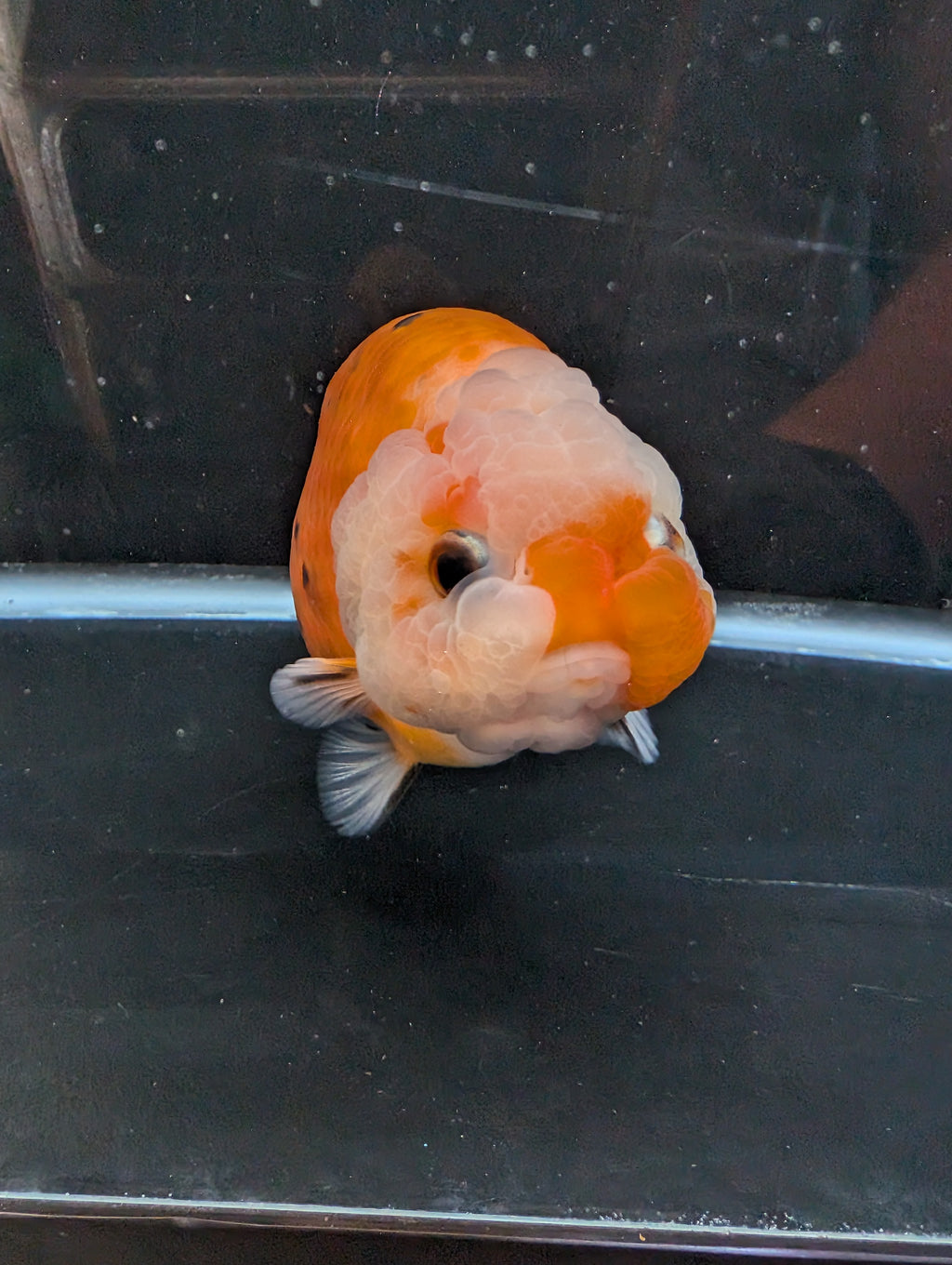 Jumbo Ranchu Sakura Calico 4.5"-5" in. ID#814R8A-022