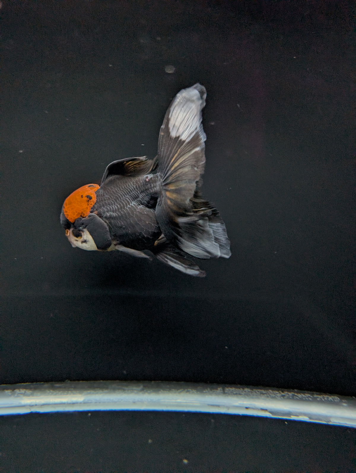 Thai Oranda Tricolor 4"-4.5"in.  ID#1023T1A-021