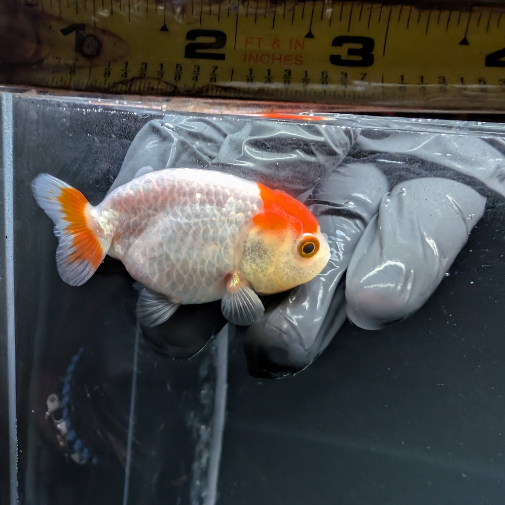Baby Ranchu Red White 2.5"-3" in. ID#515R4A-012