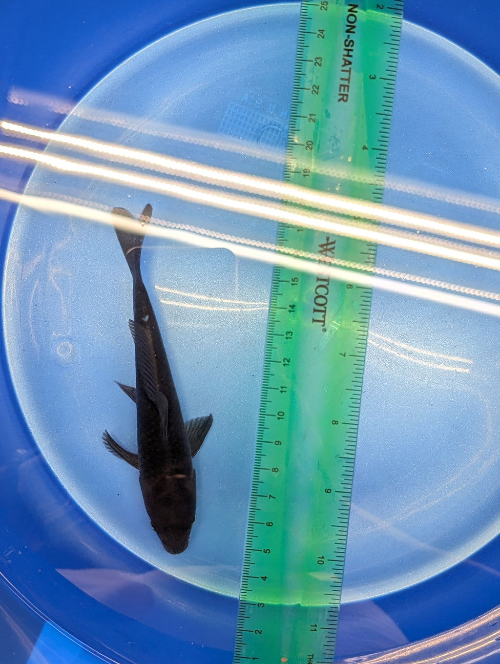 Karasu Koi  5"-6"in. ID#806BFK-021