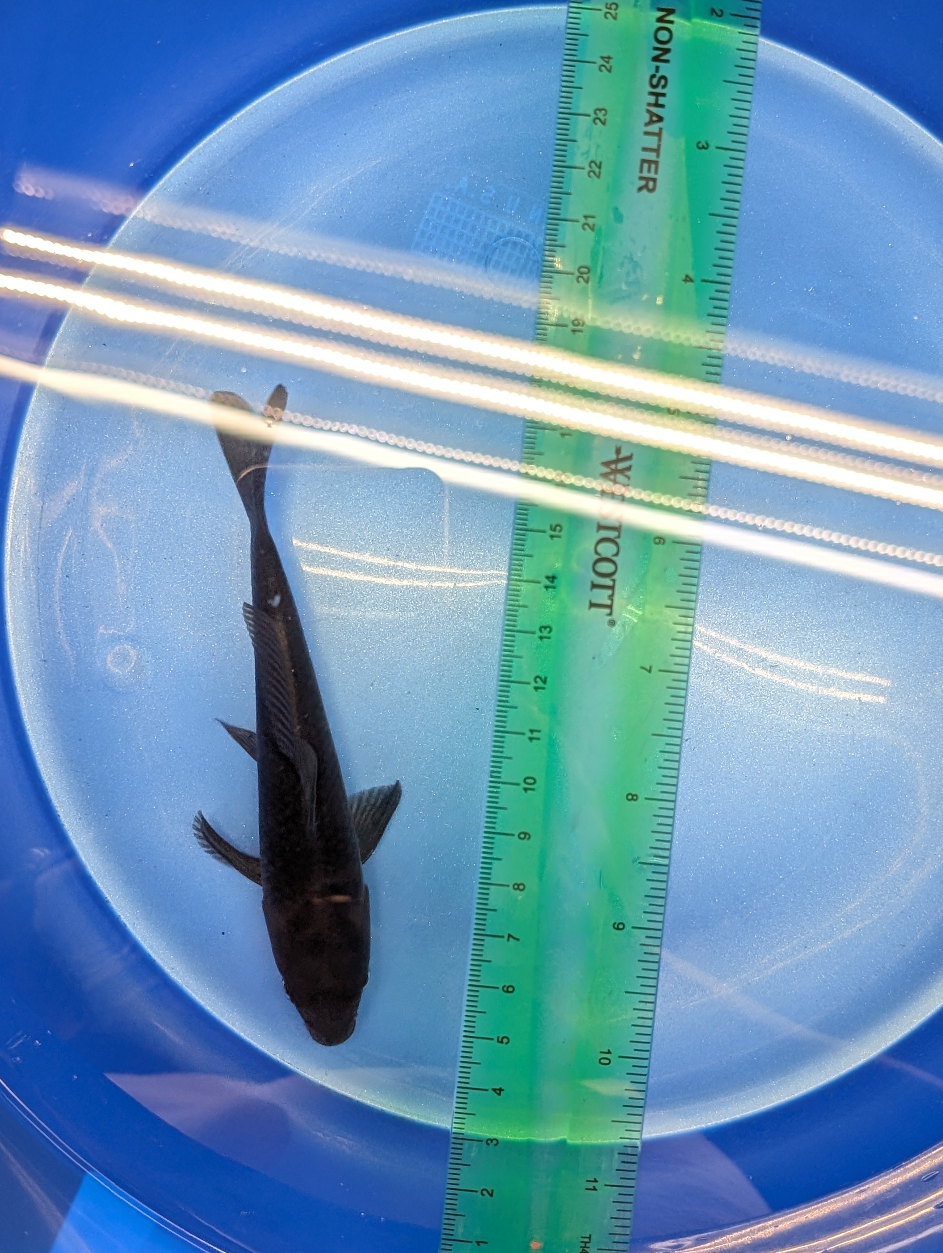 Karasu Koi  5"-6"in. ID#806BFK-021