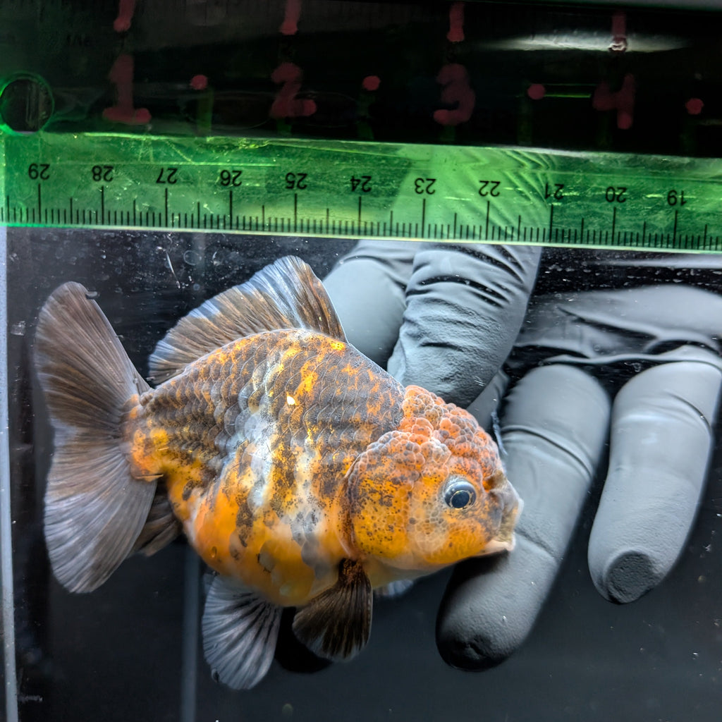 Thai Oranda Shogun Calico 4" in. ID#703SG7A-008