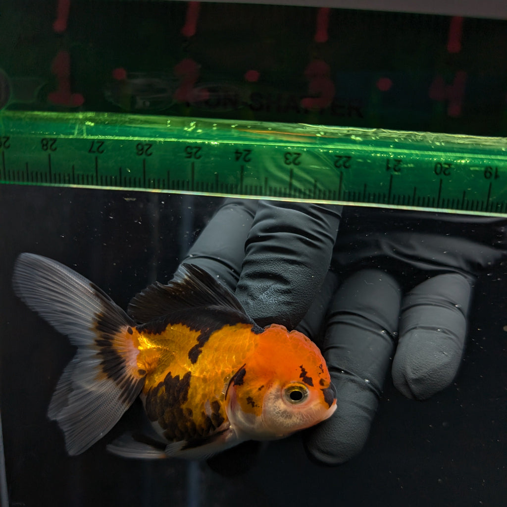 Thai Juvenile Oranda Tricolor 3"-3.5" in.  ID#626T1A-008