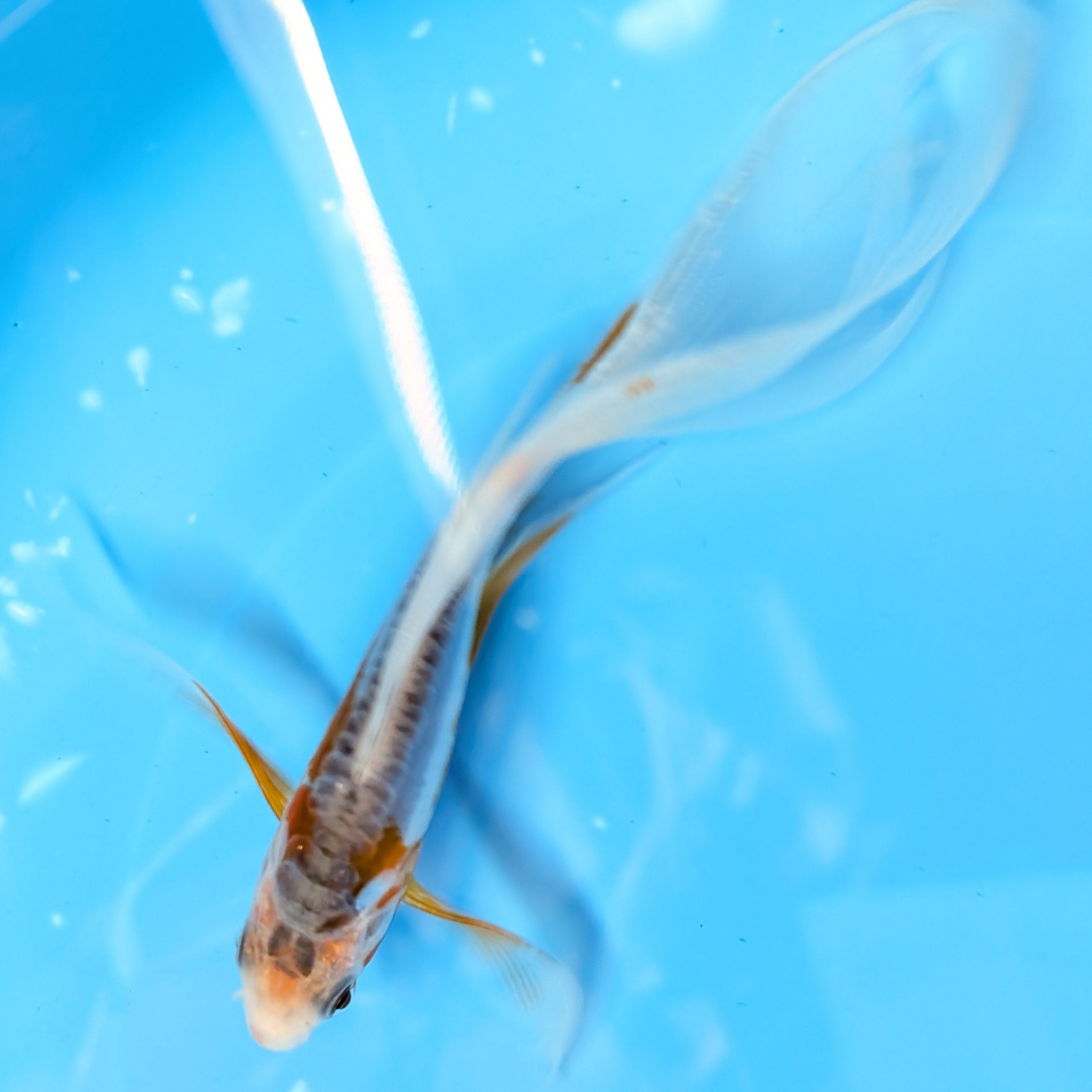 Shusui Butterfly Koi  5"-6" in. ID#727BFK-004