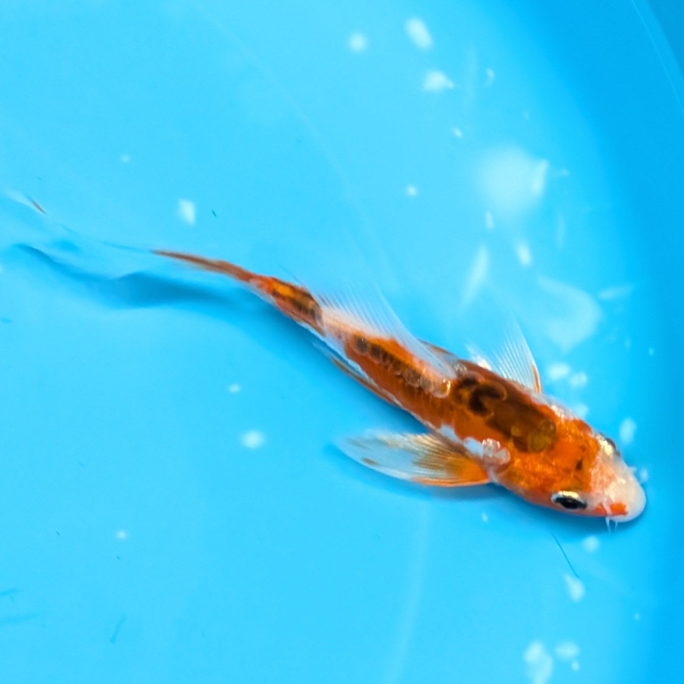 Shusui Butterfly Koi  5"-6" in. ID#727BFK-007