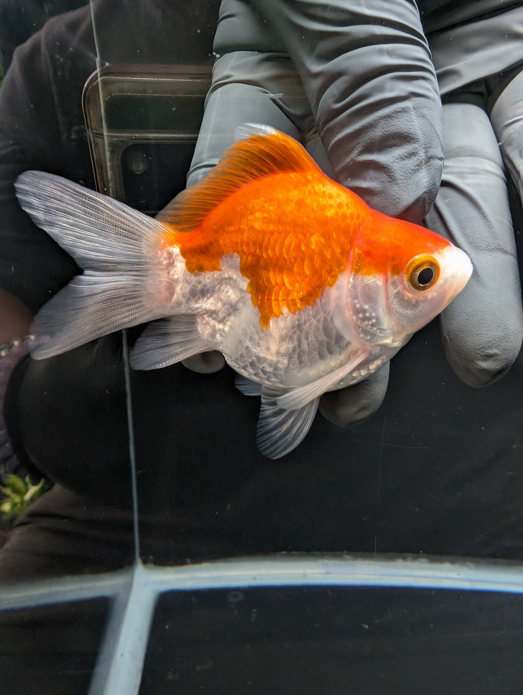 Tamasaba Red White 3.5"in. ID#1023TM1B-031