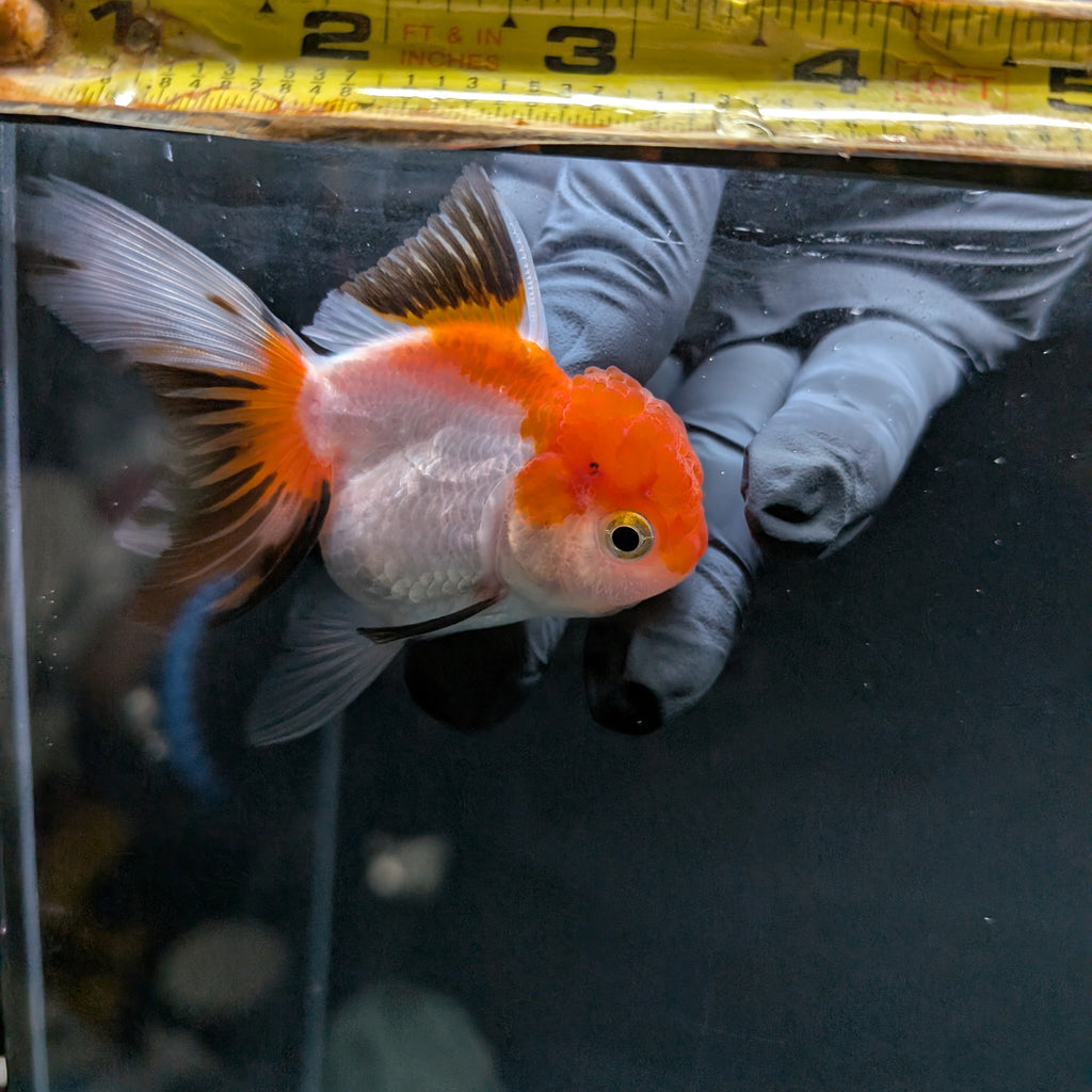 Juvenile Oranda Tricolor 3.5"-4" in.  ID#508T2A-025