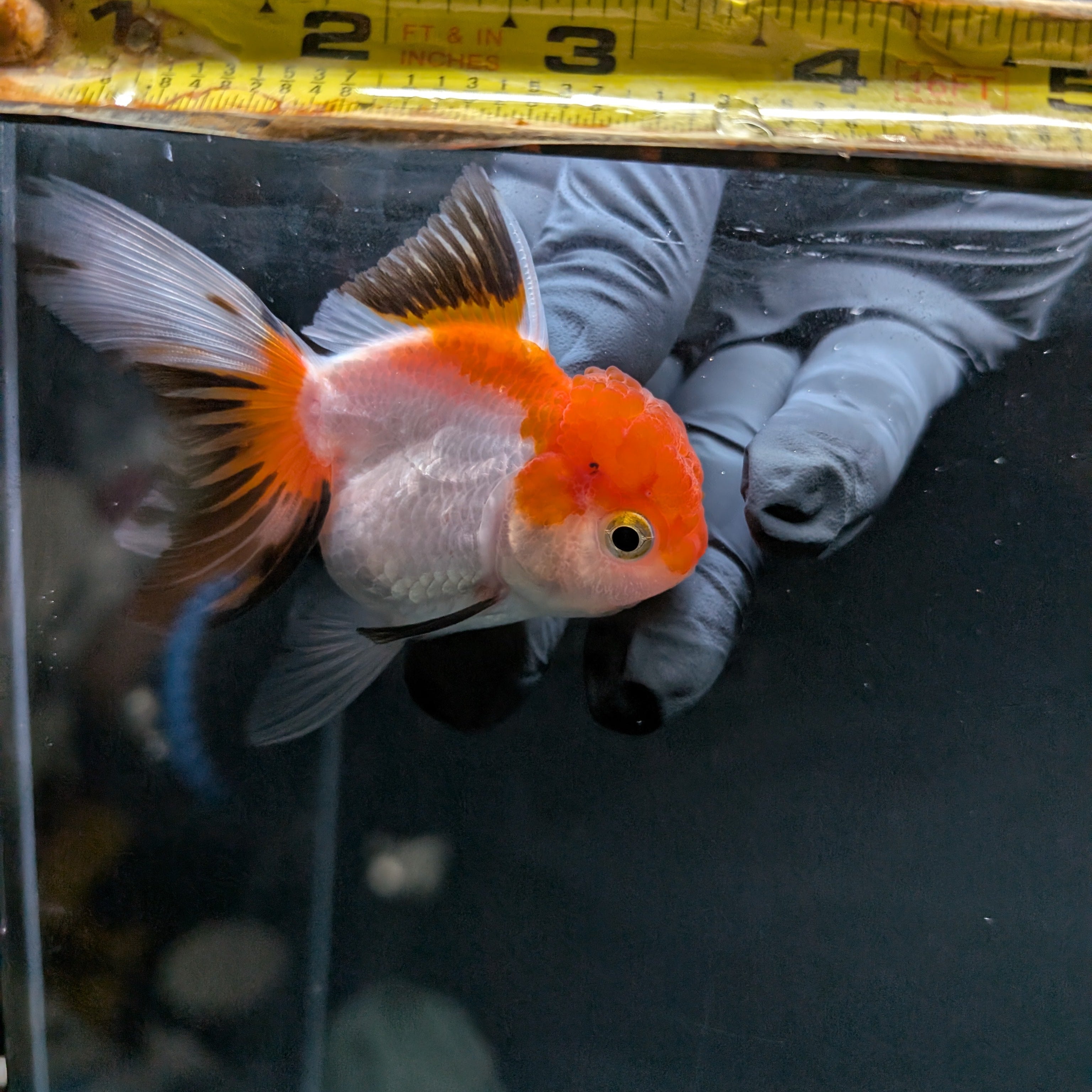 Juvenile Oranda Tricolor 3.5"-4" in.  ID#508T2A-025