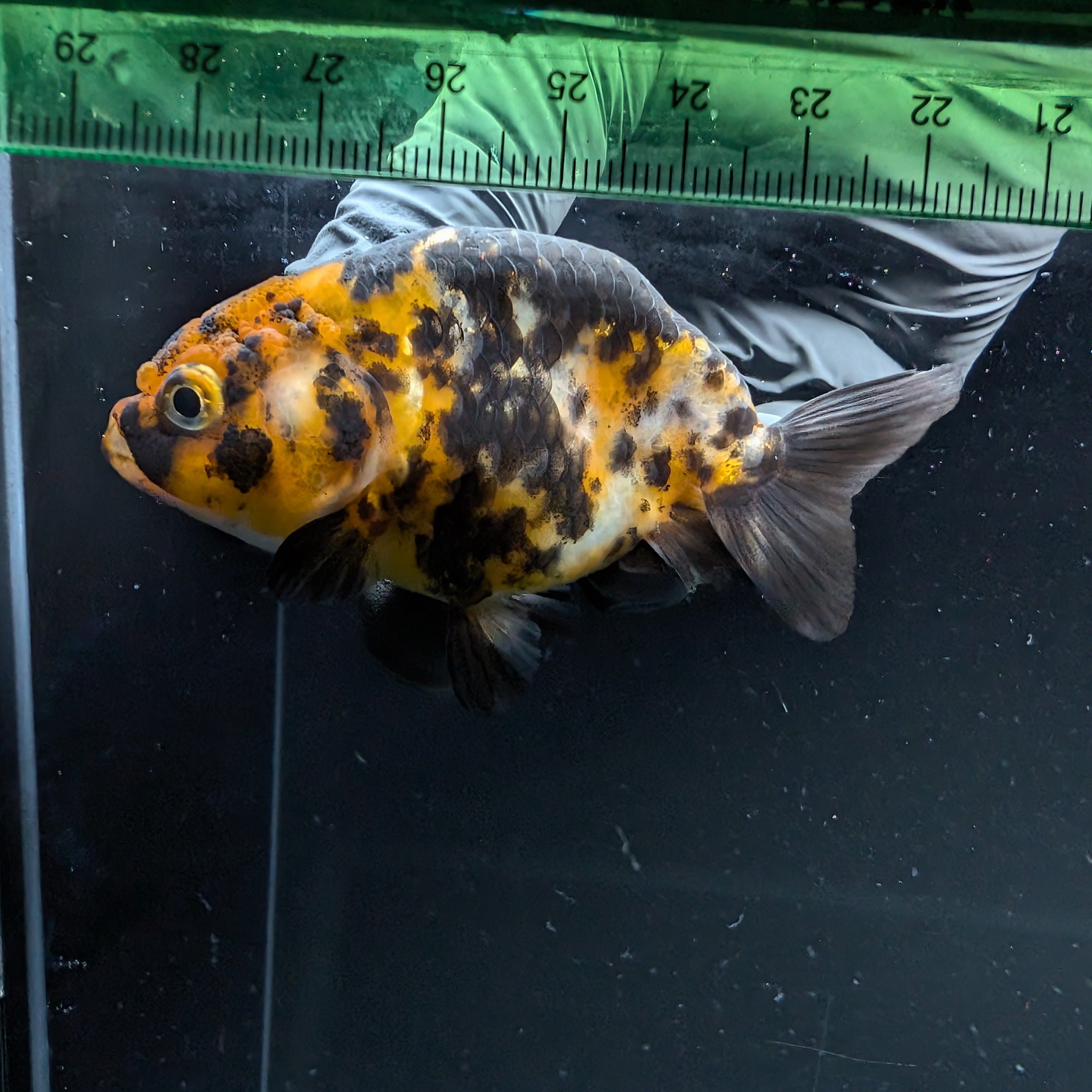 Ranchu Calico 2.5"-3" in. ID#724R4A-033