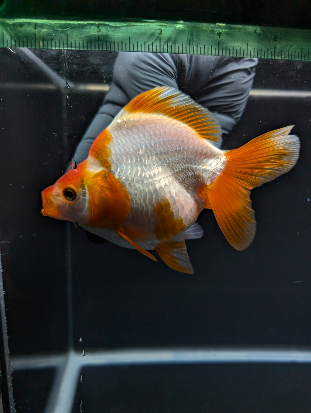 Jumbo Ryukin Short Tail Red White 4.5" in. ID#828STR5B-001