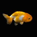 Ranchu Red White 3"-3.5" in. ID#403R7A-009