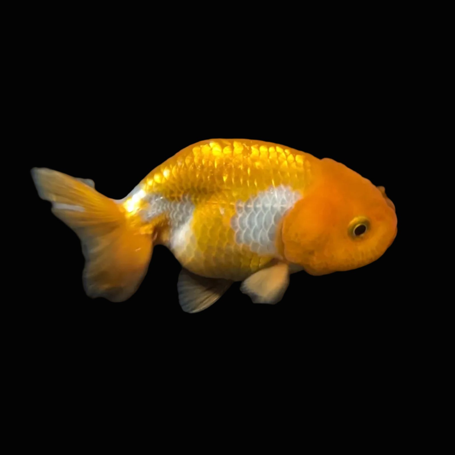 Ranchu Red White 3"-3.5" in. ID#403R7A-009
